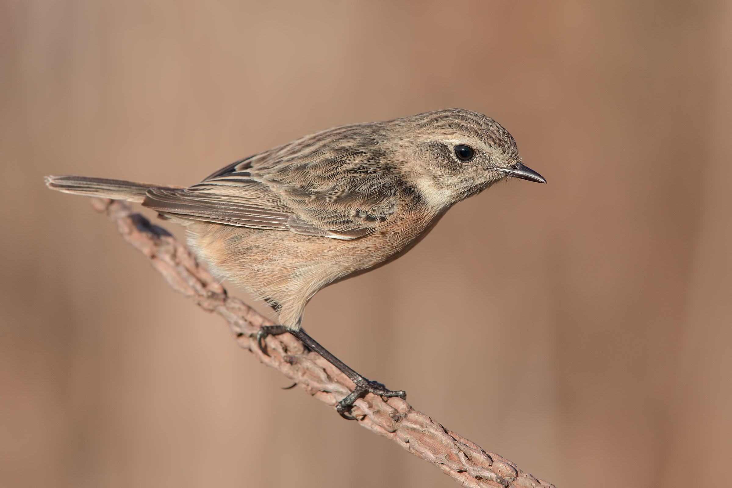 Tone on tone (saltimpalo)