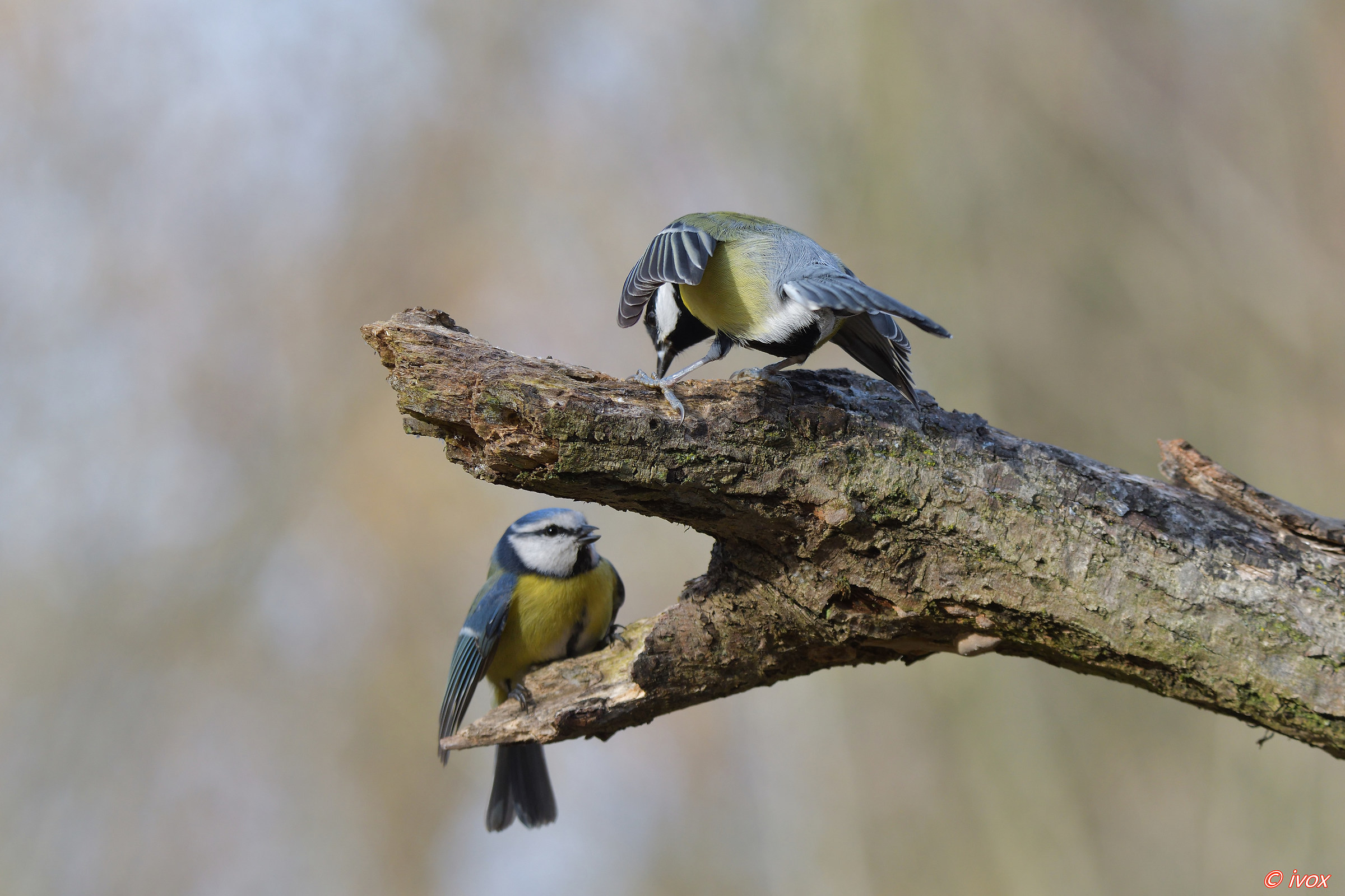 dispute between neighbors