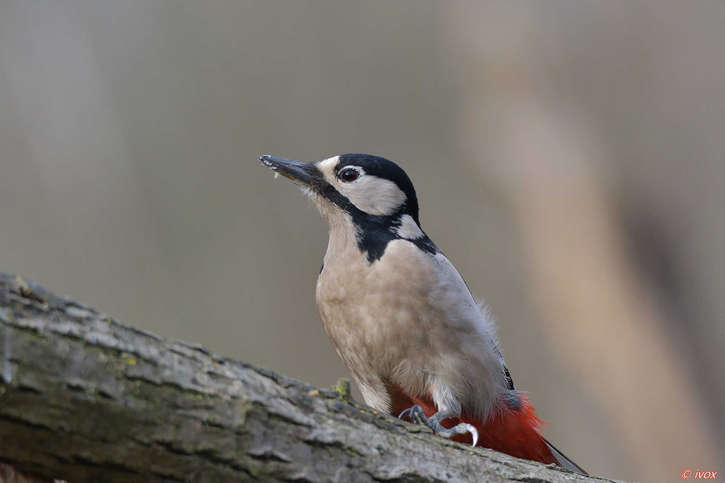 red woodpecker