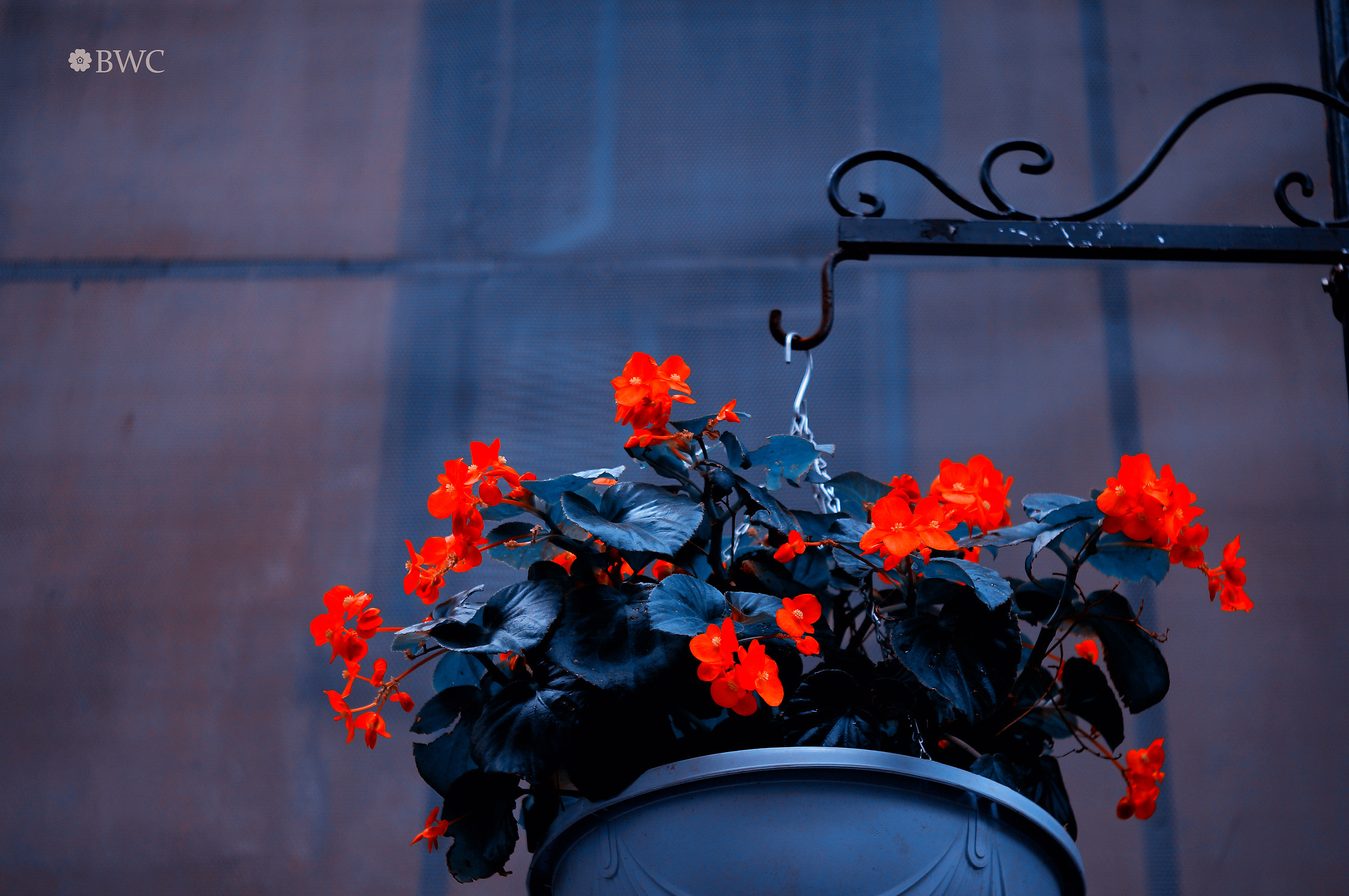 Flowers Hung In The Chapel's Garden