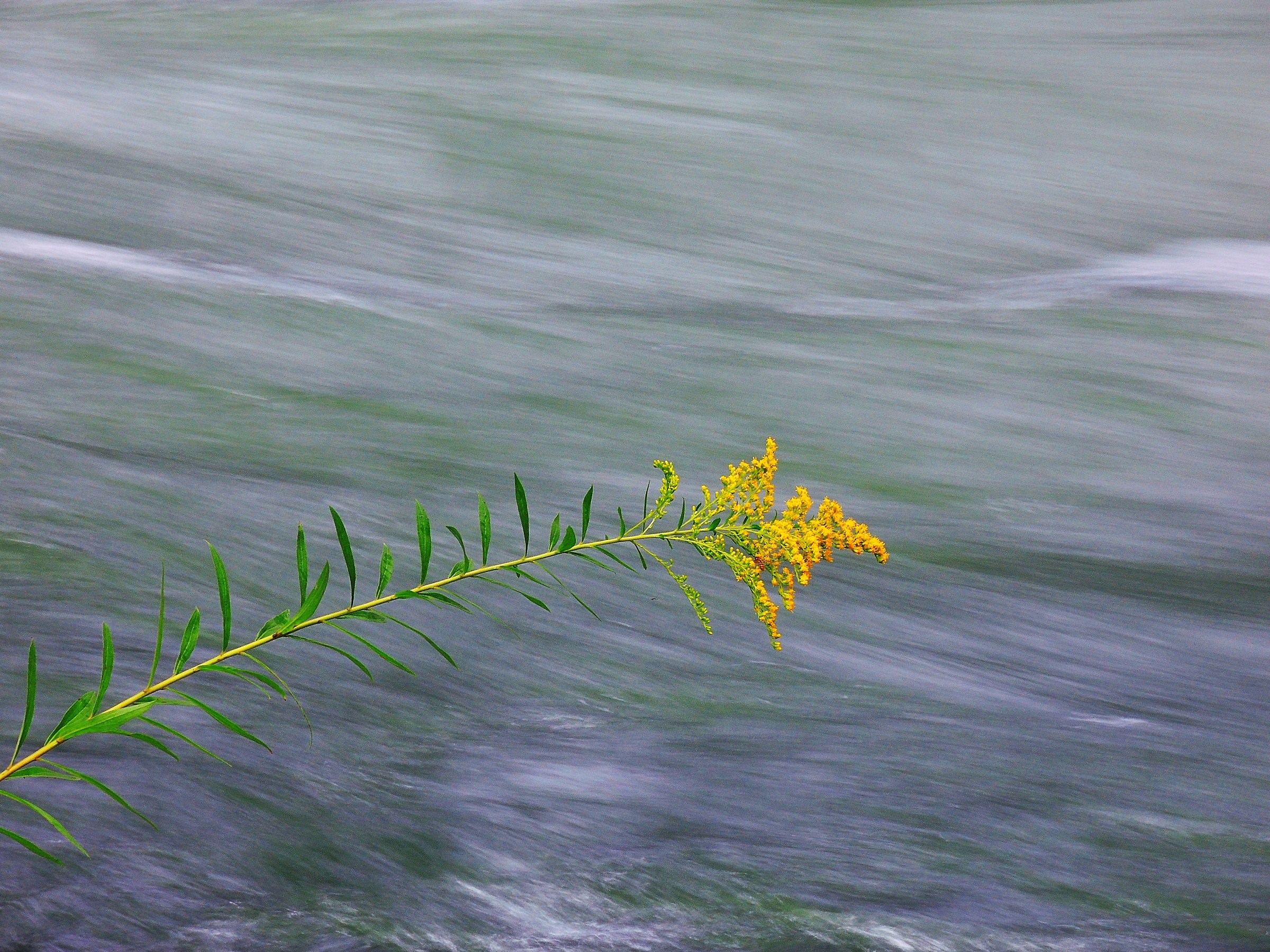 3927 - vorrei seguire le veloci acque