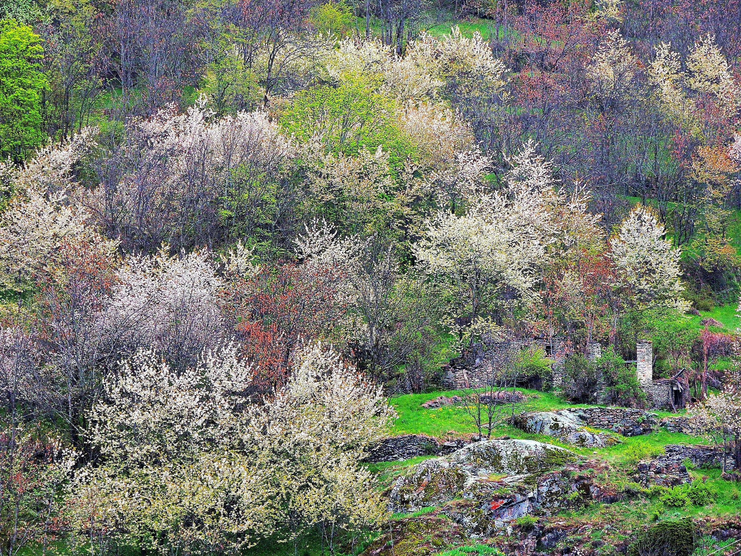 5000 - tardiva primavera