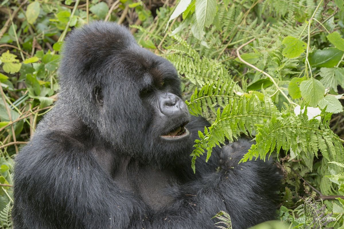 Hirwa Silverback Munyinya