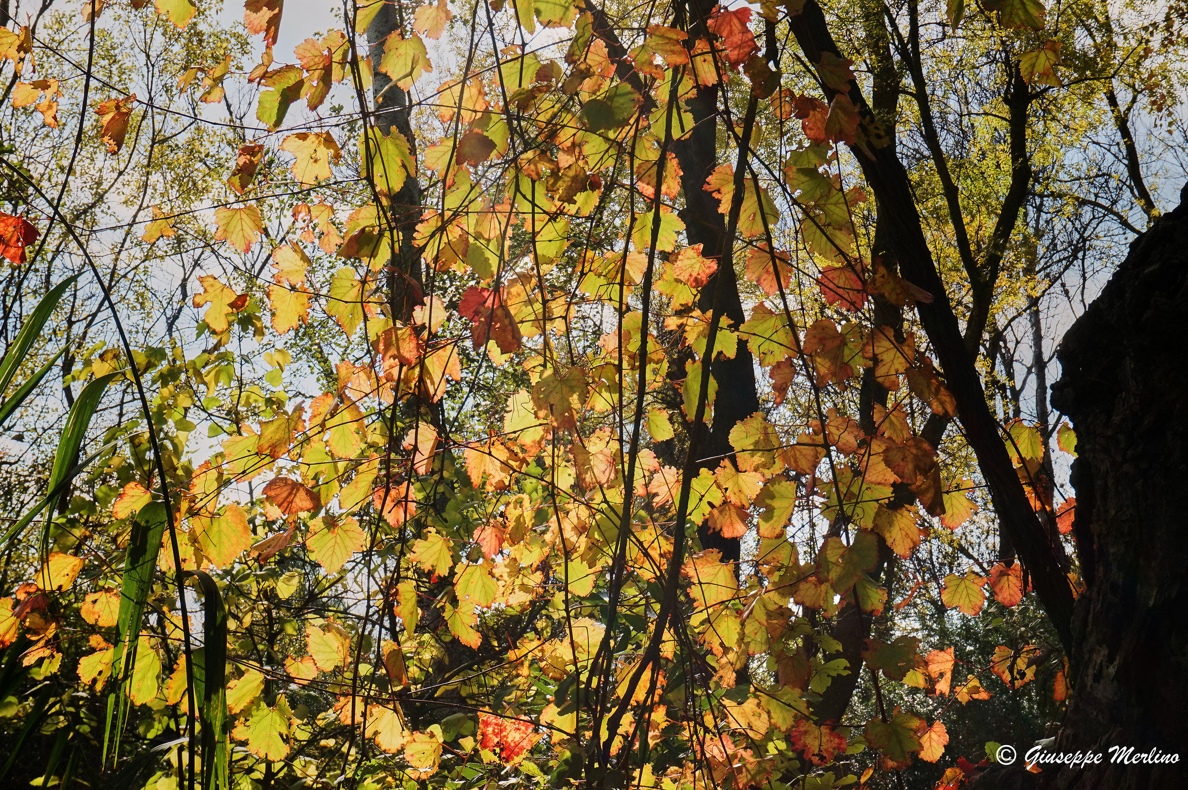 Colourful fall leaves