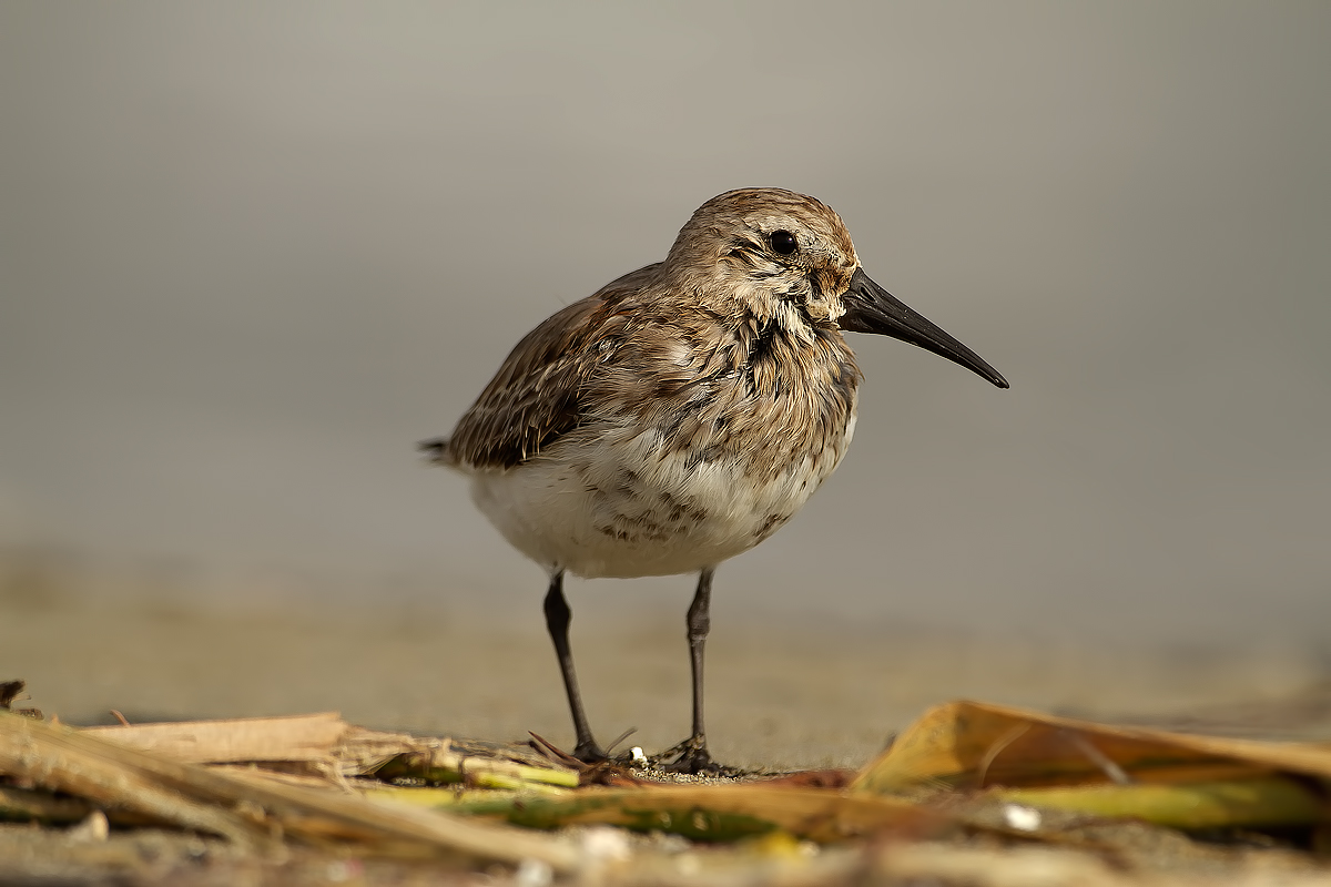 sandpiper pancianera2