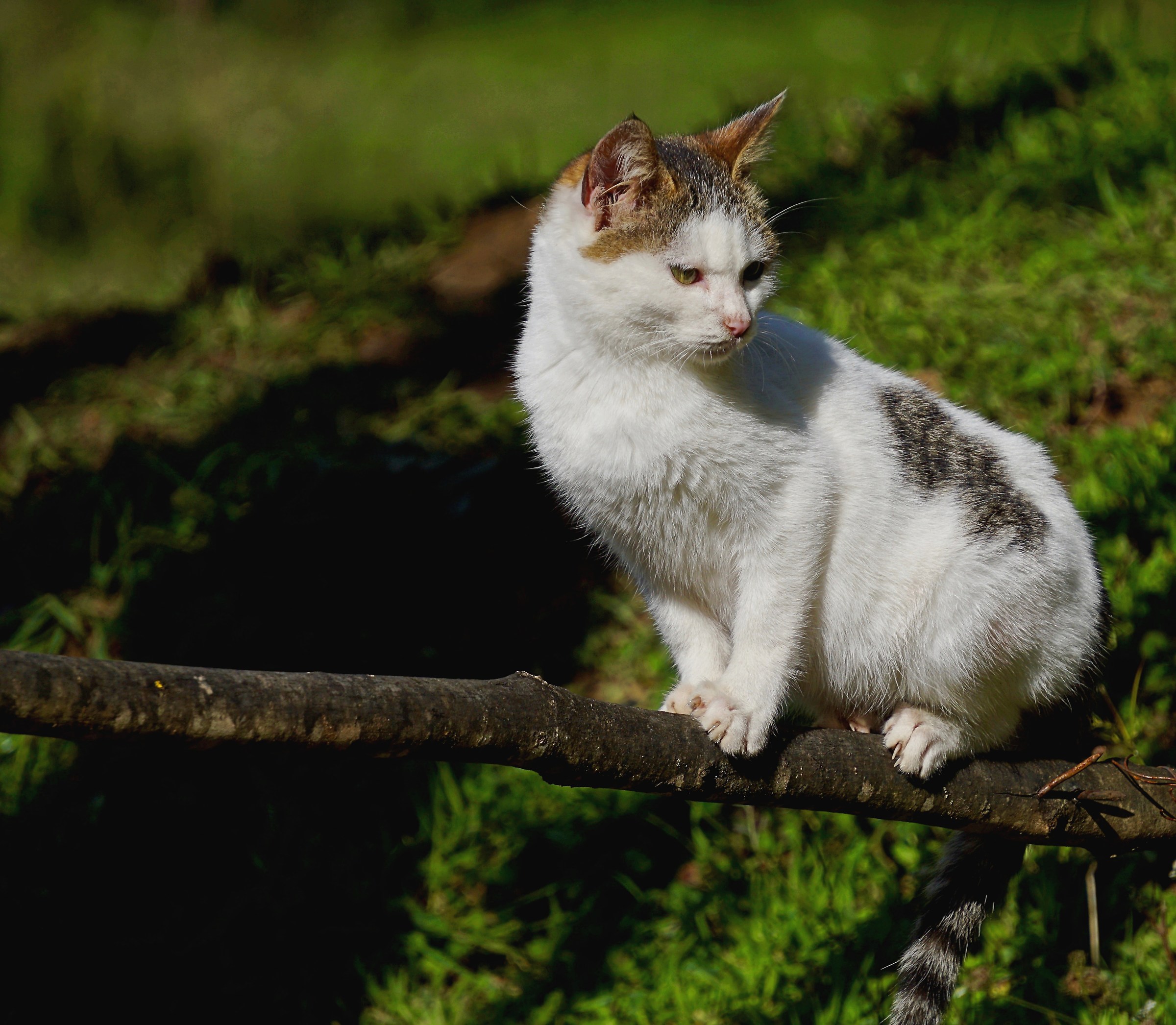 Il piccolo equilibrista