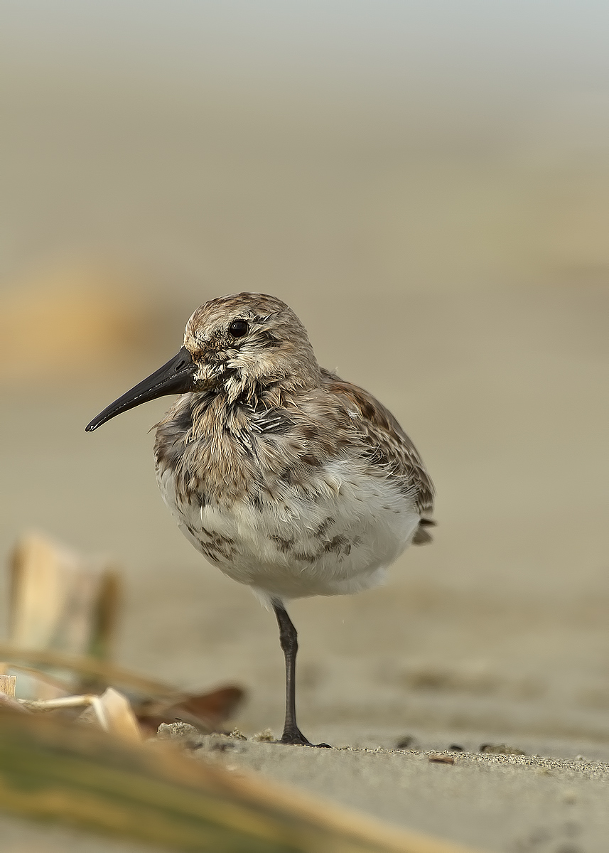 sandpiper pancianera3