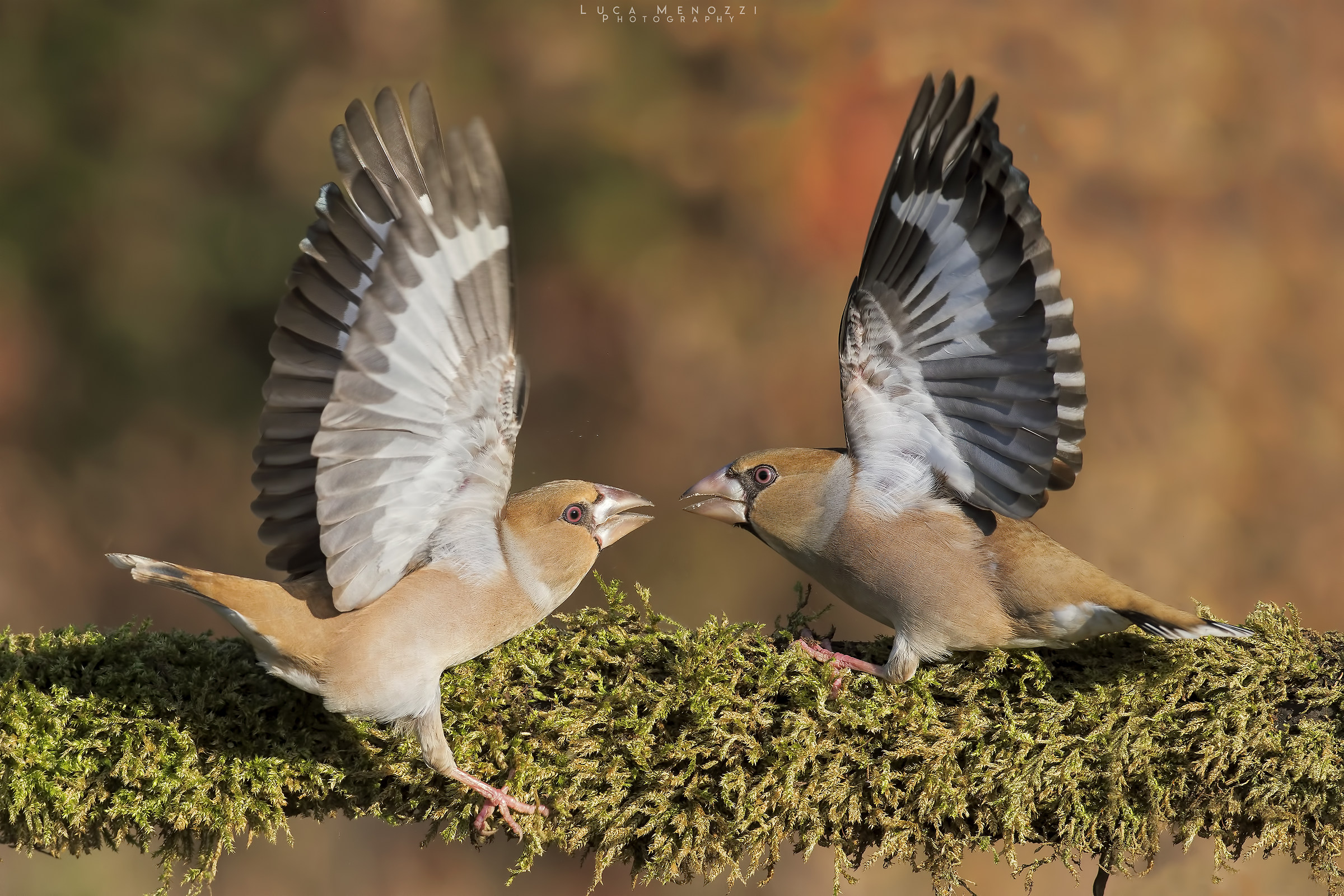 The Quarrel (Part II)