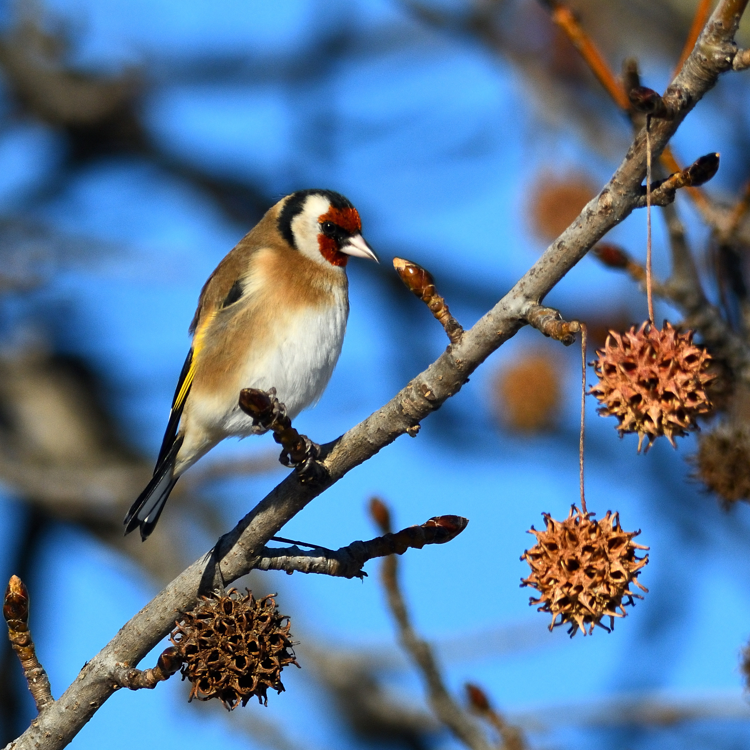 Goldfinch