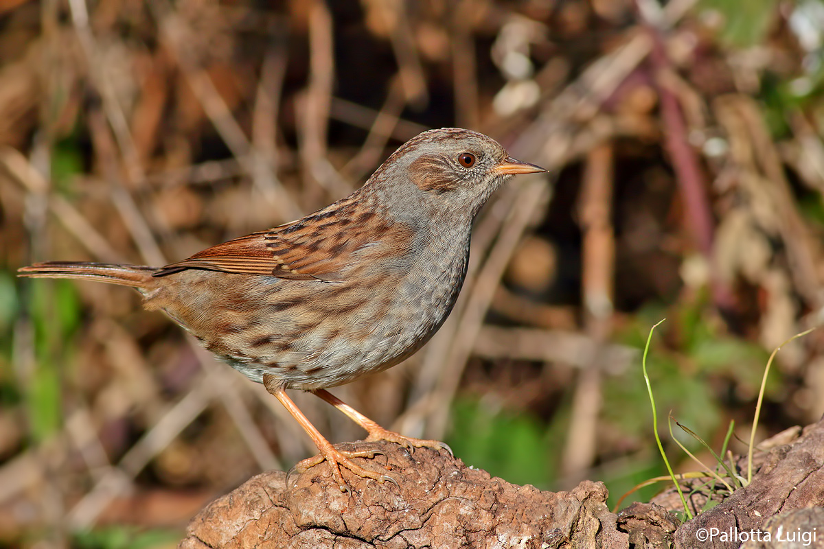 Passera scopaiola (Prunella modularis)