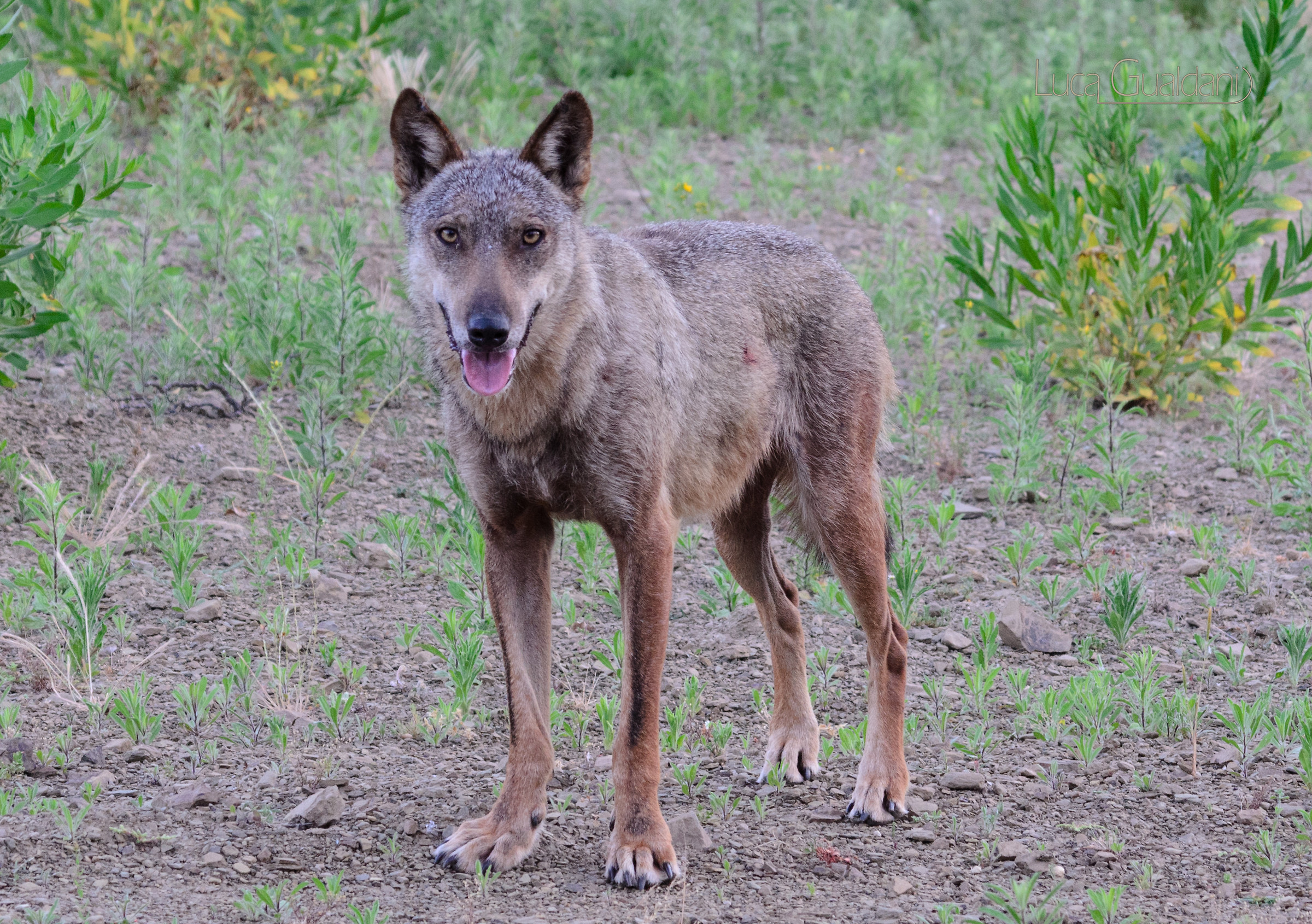 Looking for something