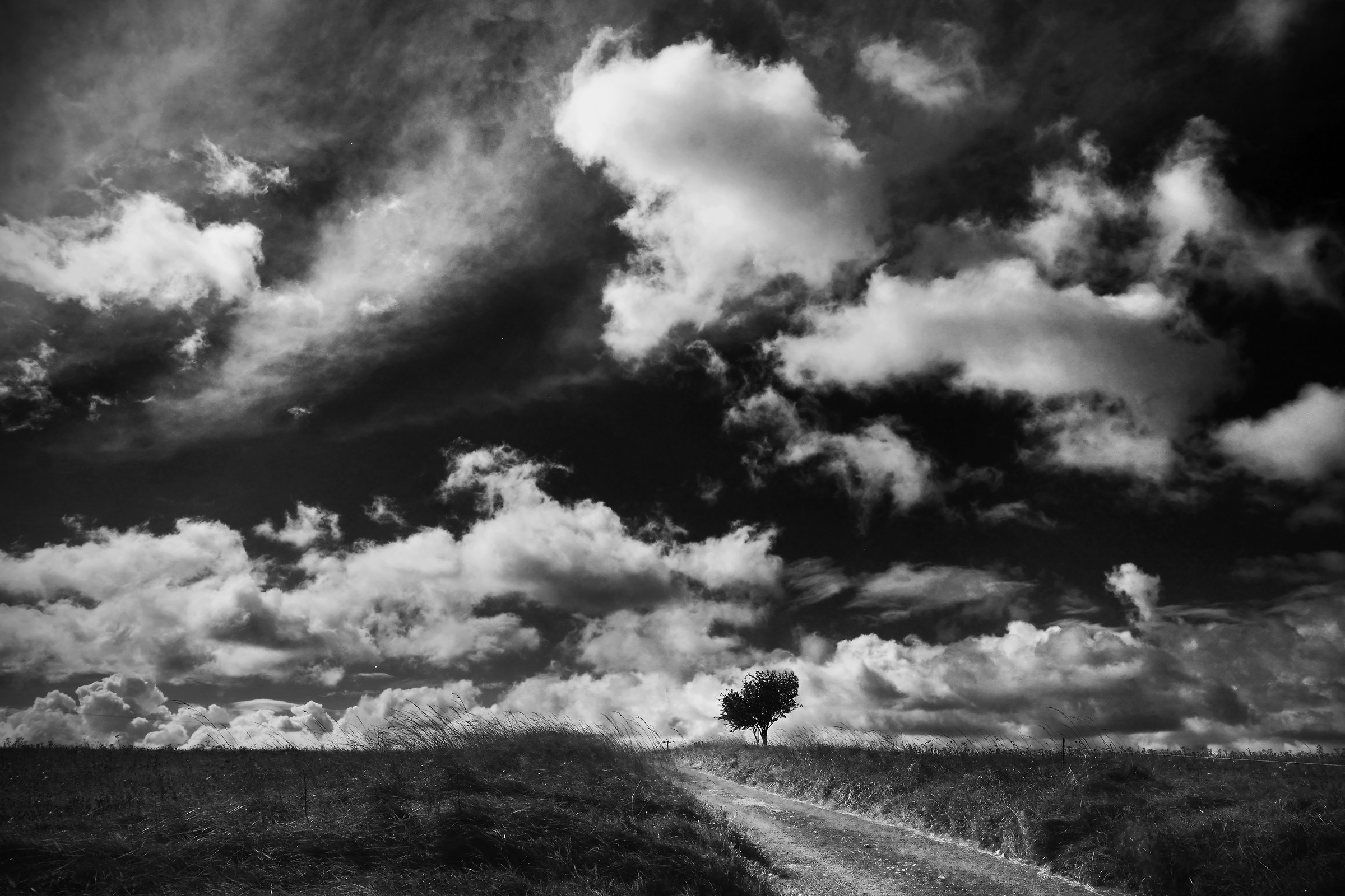 An Untitled Black & White Landscape (with small Tree)