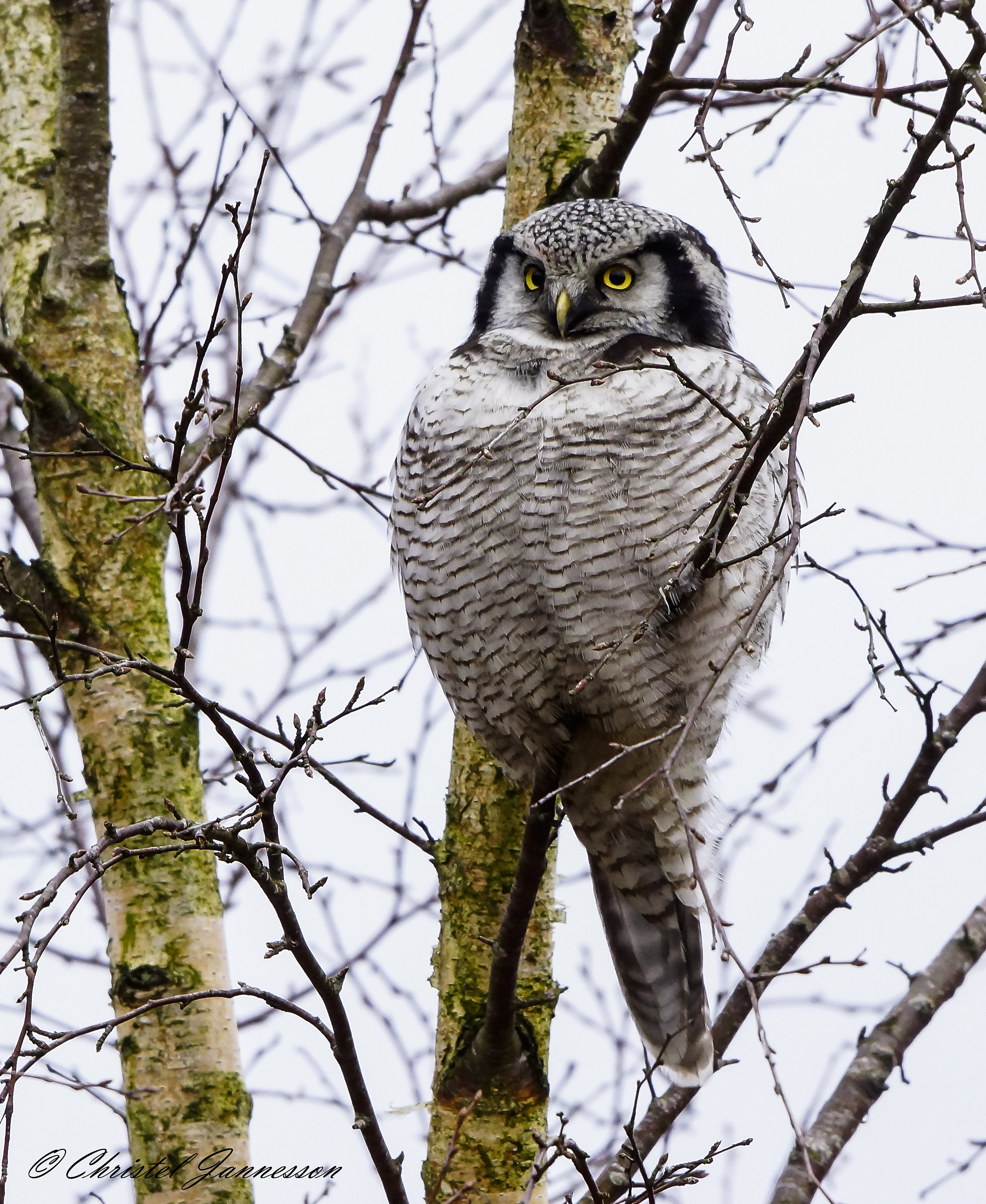 Hawk Owl - si riposa