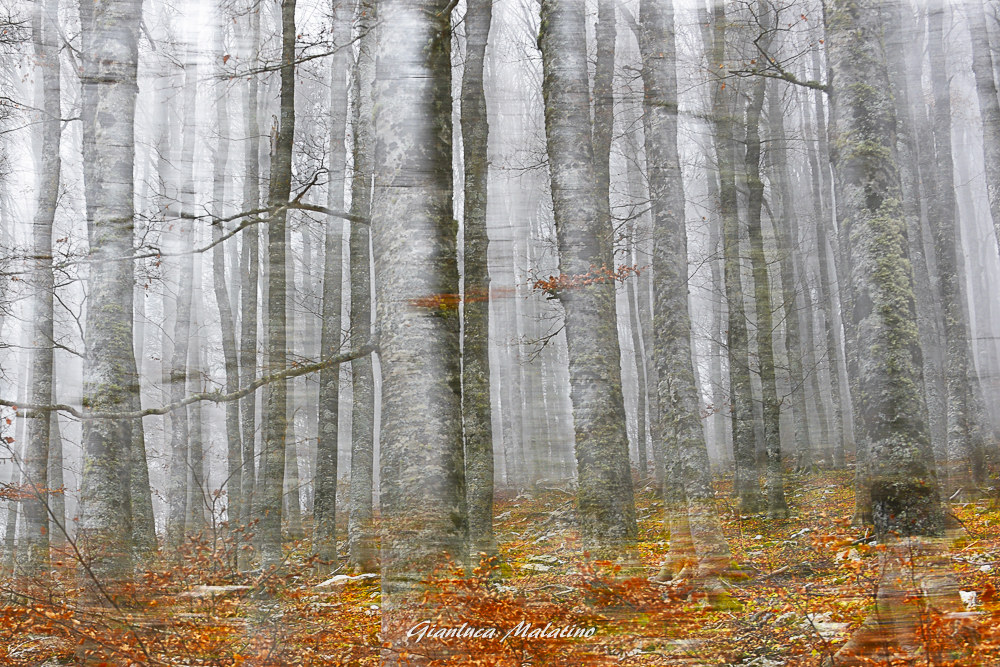 Colori tra la nebbia..