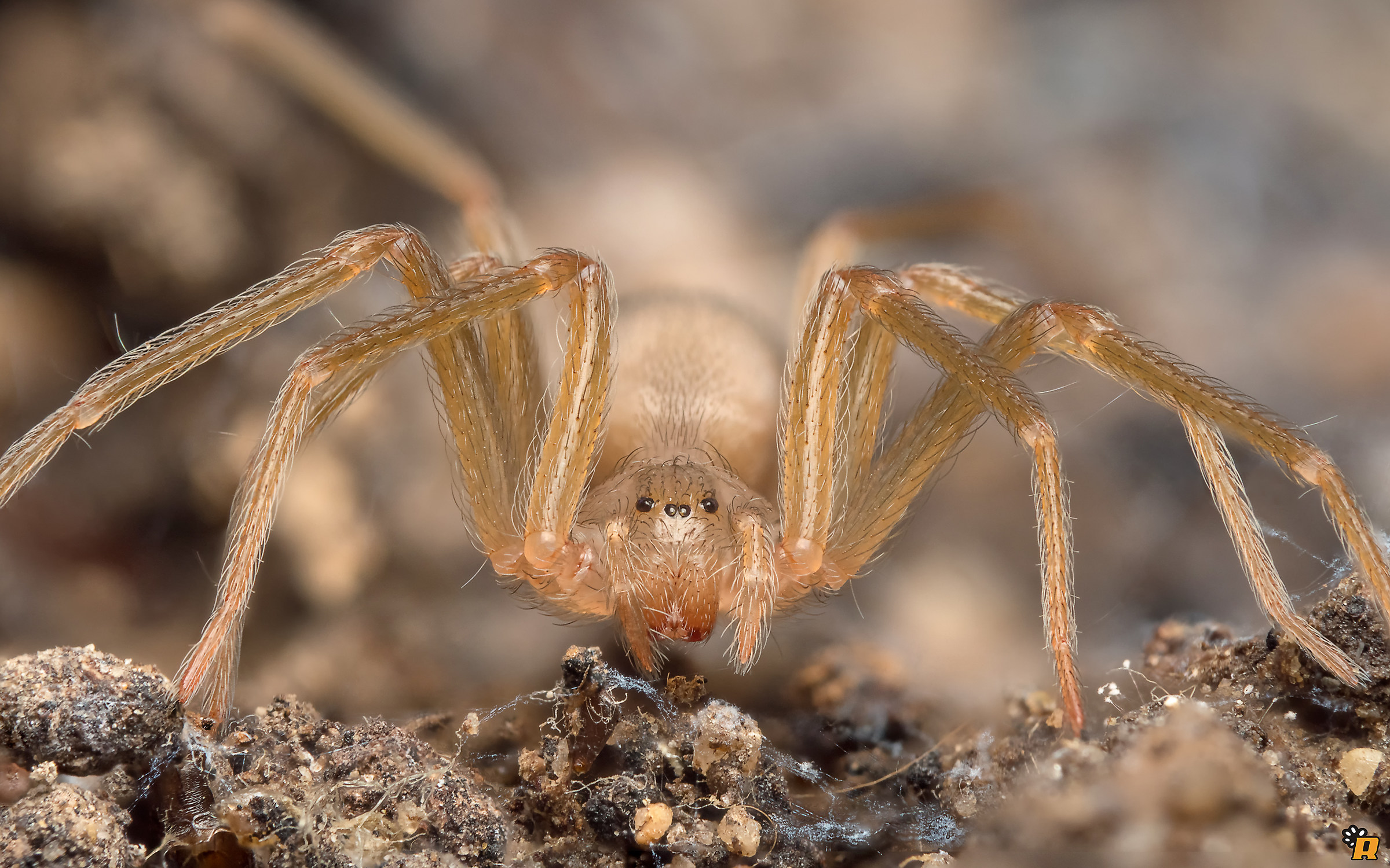 Face to face with the violin