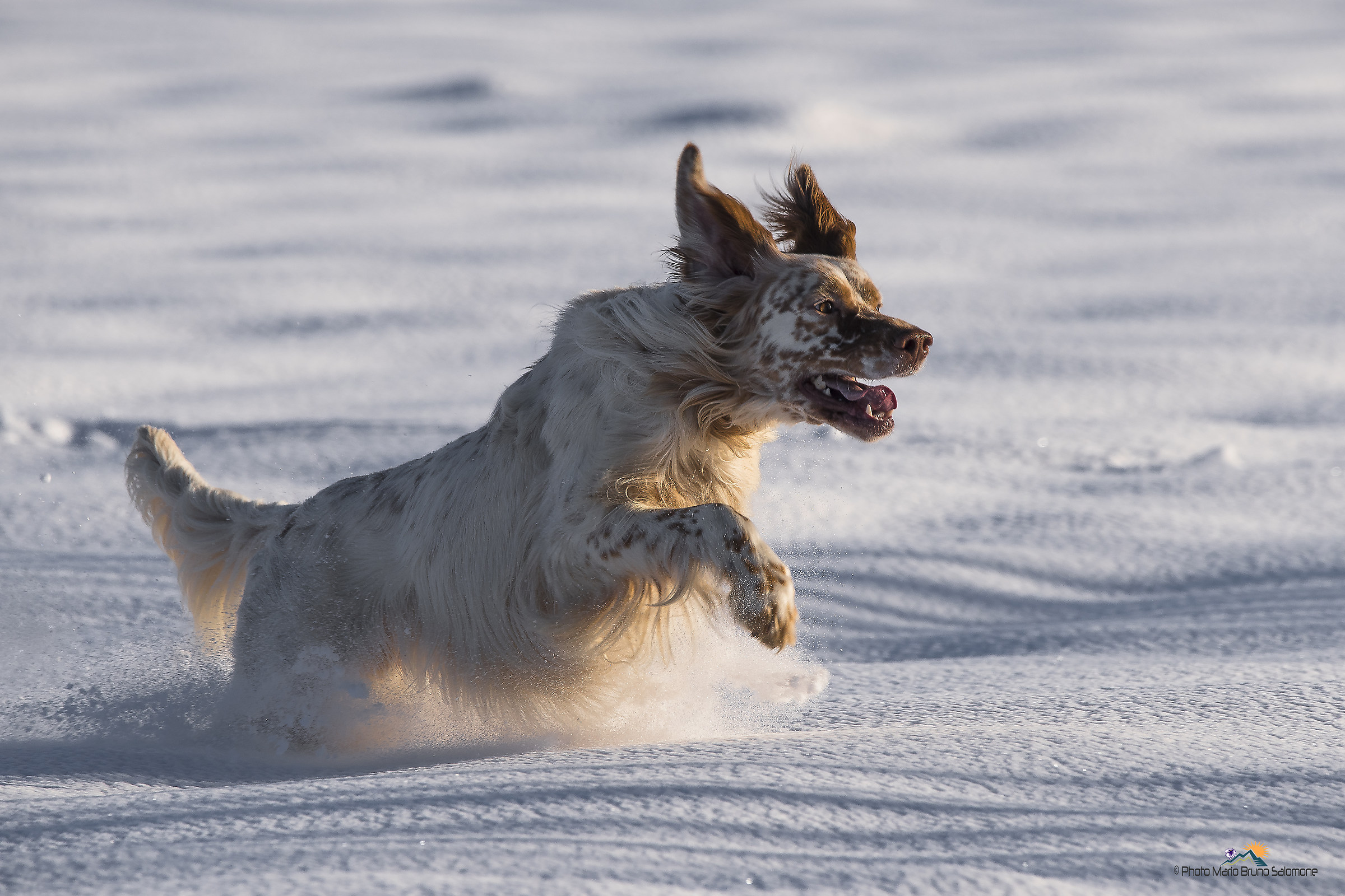 the joy of the English setter.