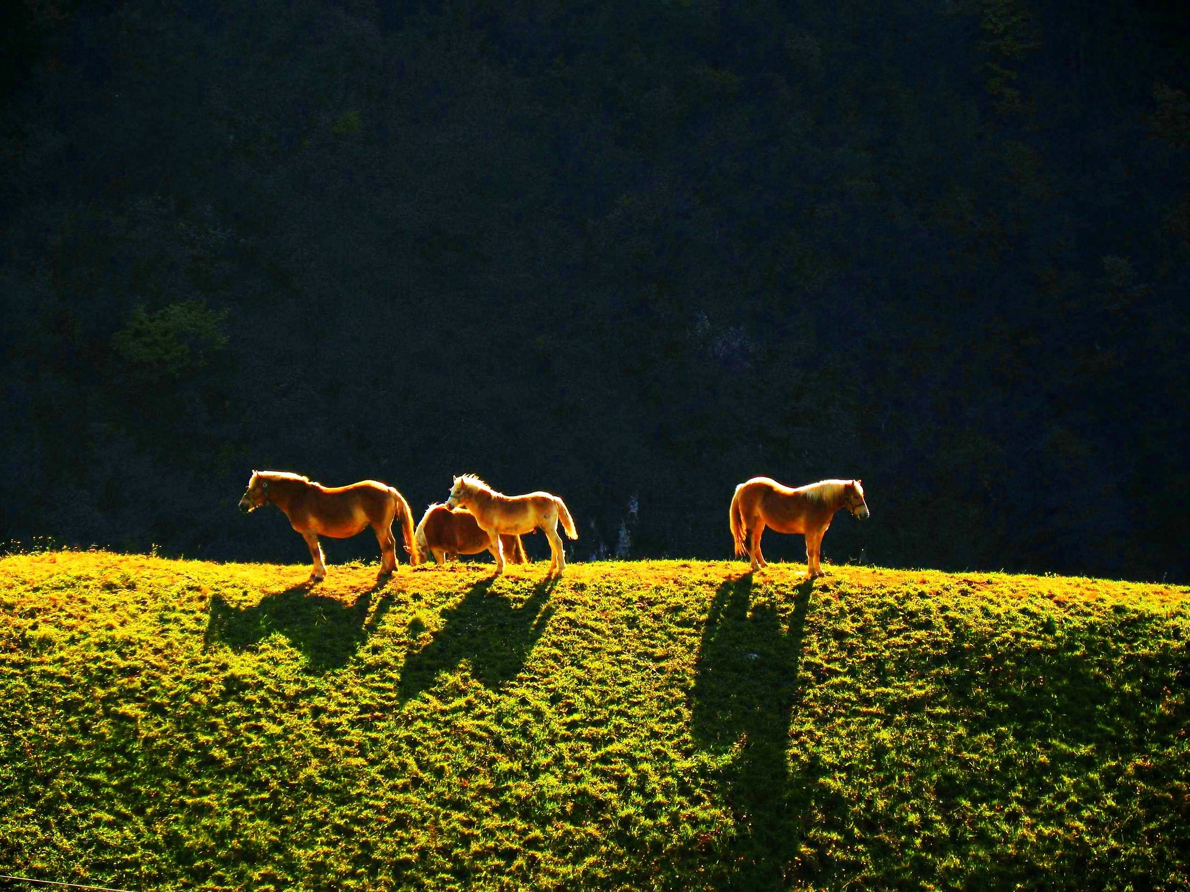 3348 - facing the shadows