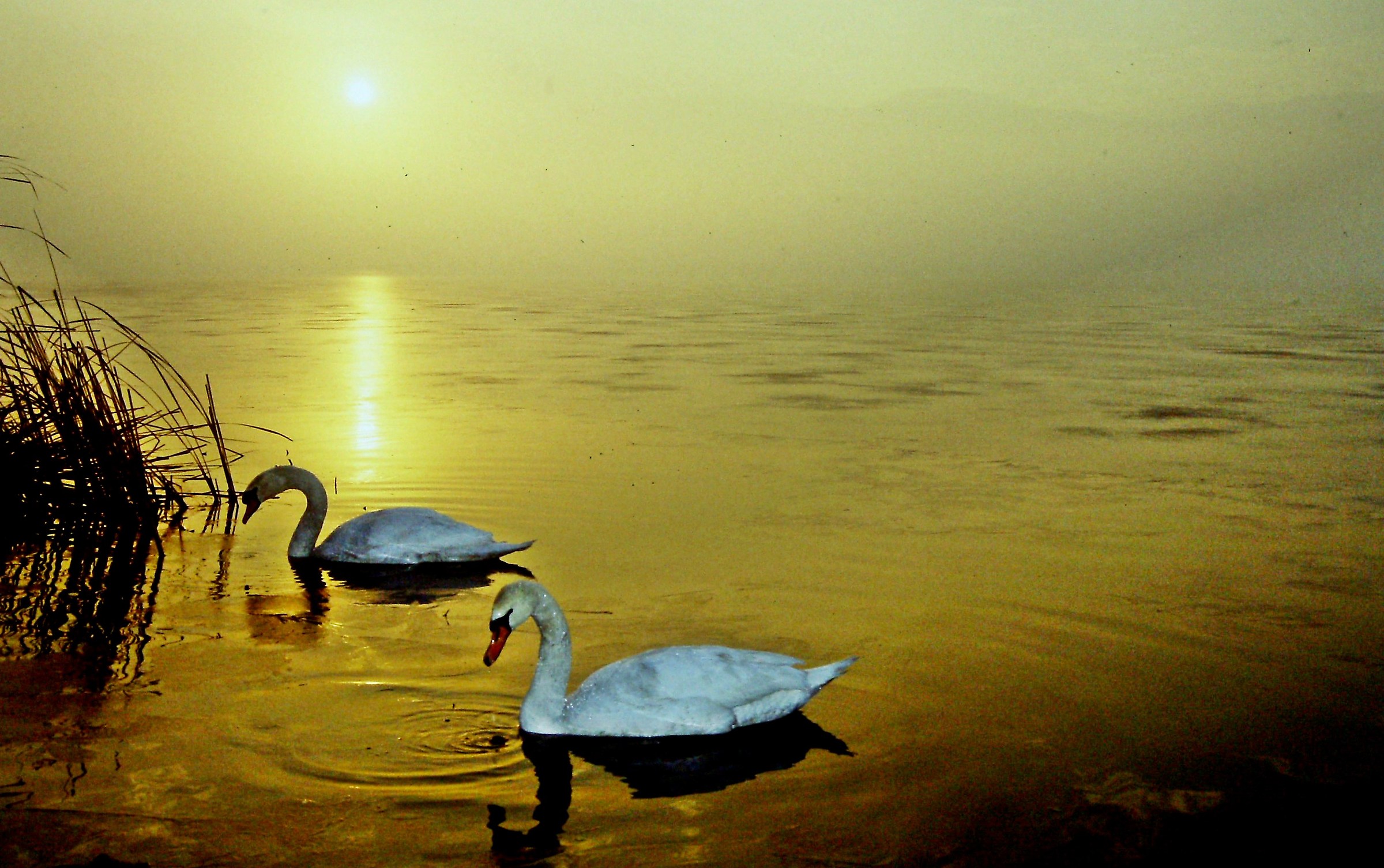 1230 - the sun disperses the fog!