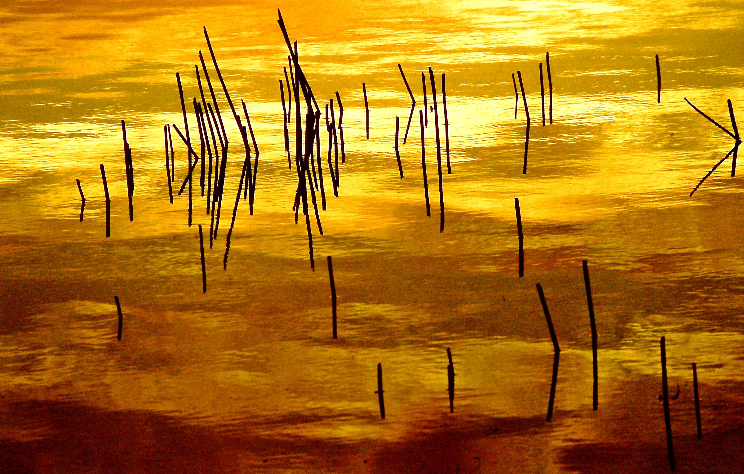 1239 - floating gold