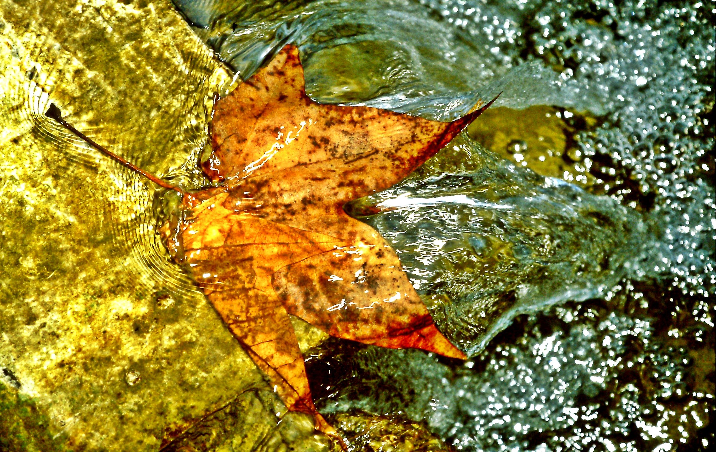 1240 - the leaf that turns gold into silver