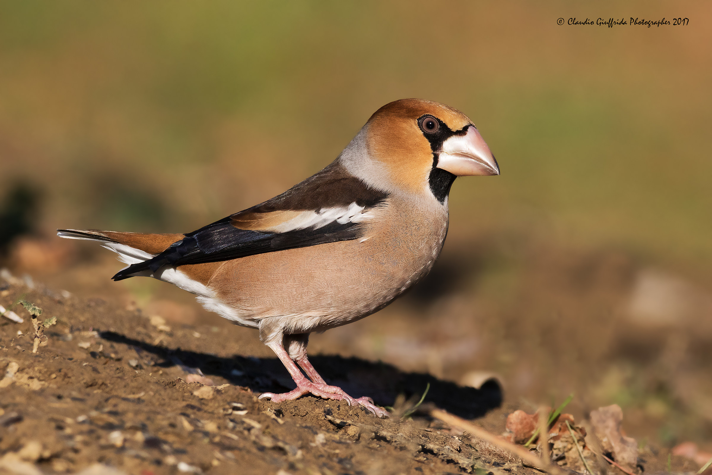 Coccothraustes coccothraustes