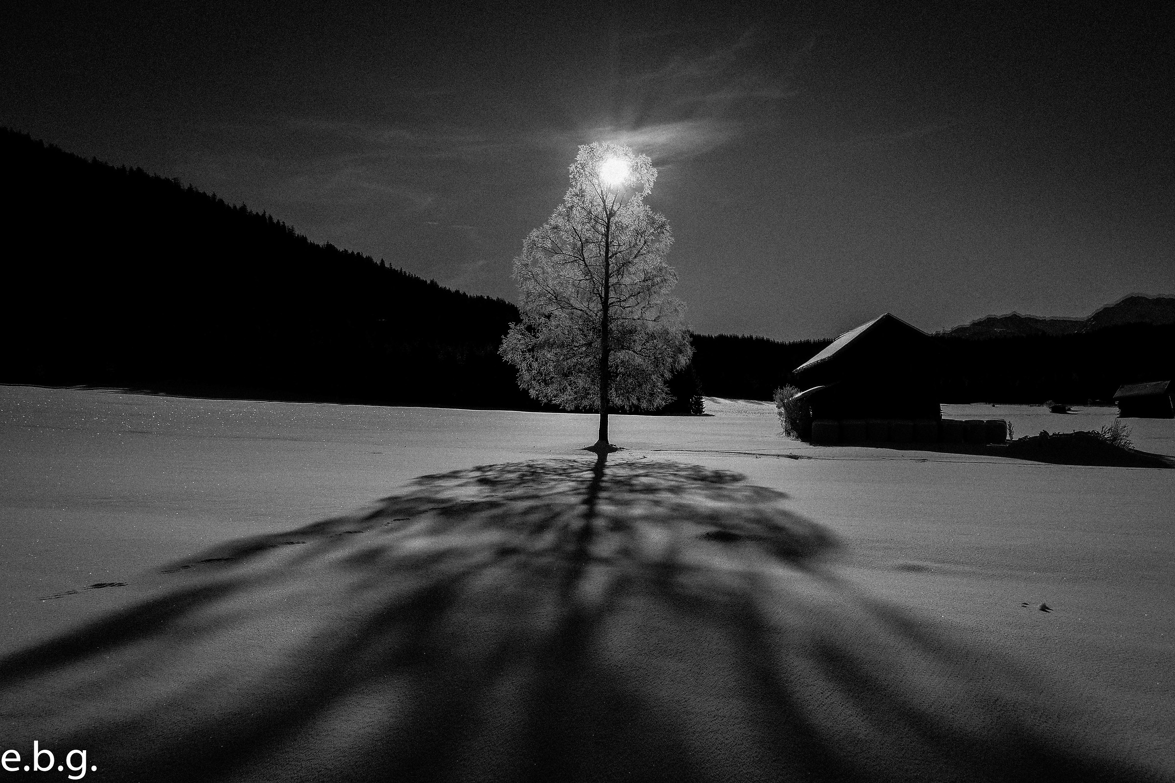 the ice tree and its shadow