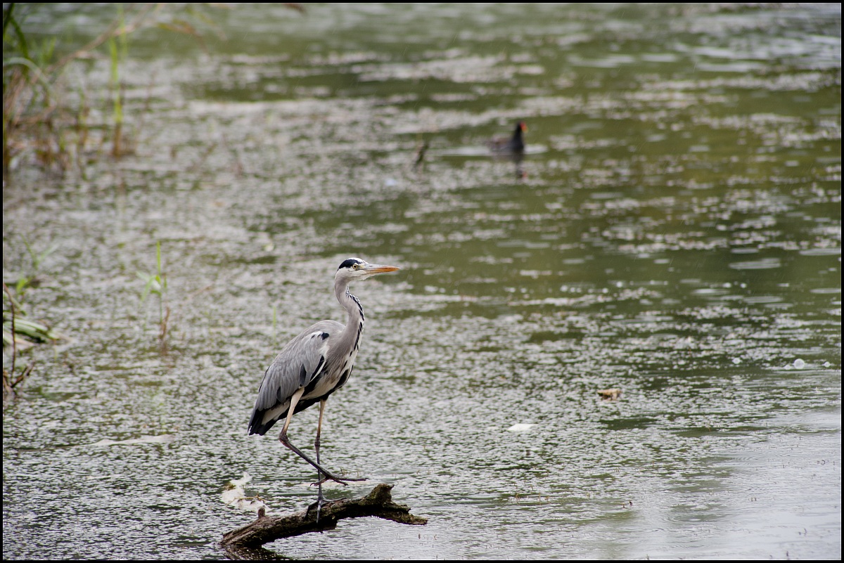 heron