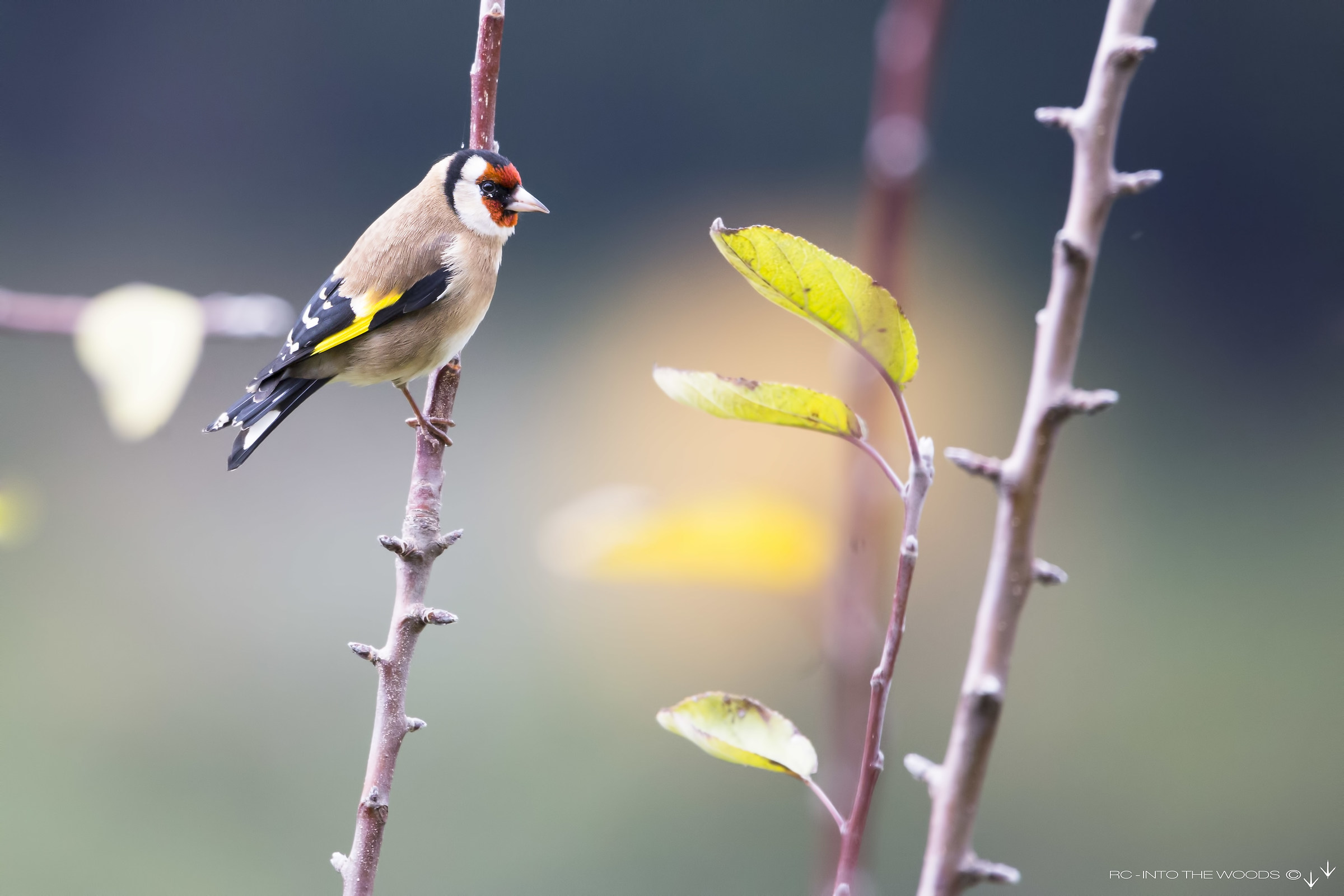 Goldfinch