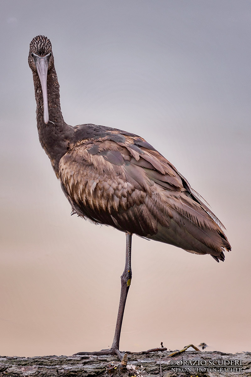 Plegadis falcinellus