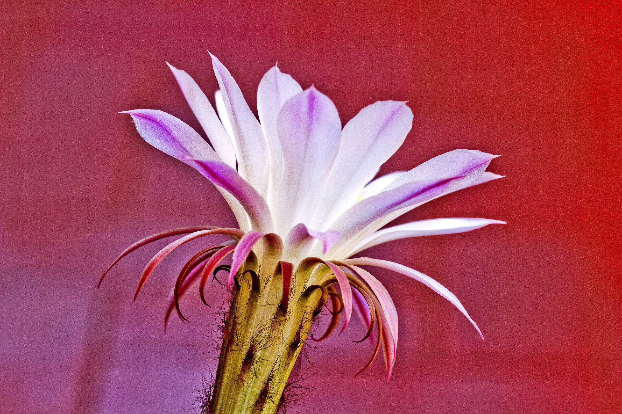 fiore di pianta grassa