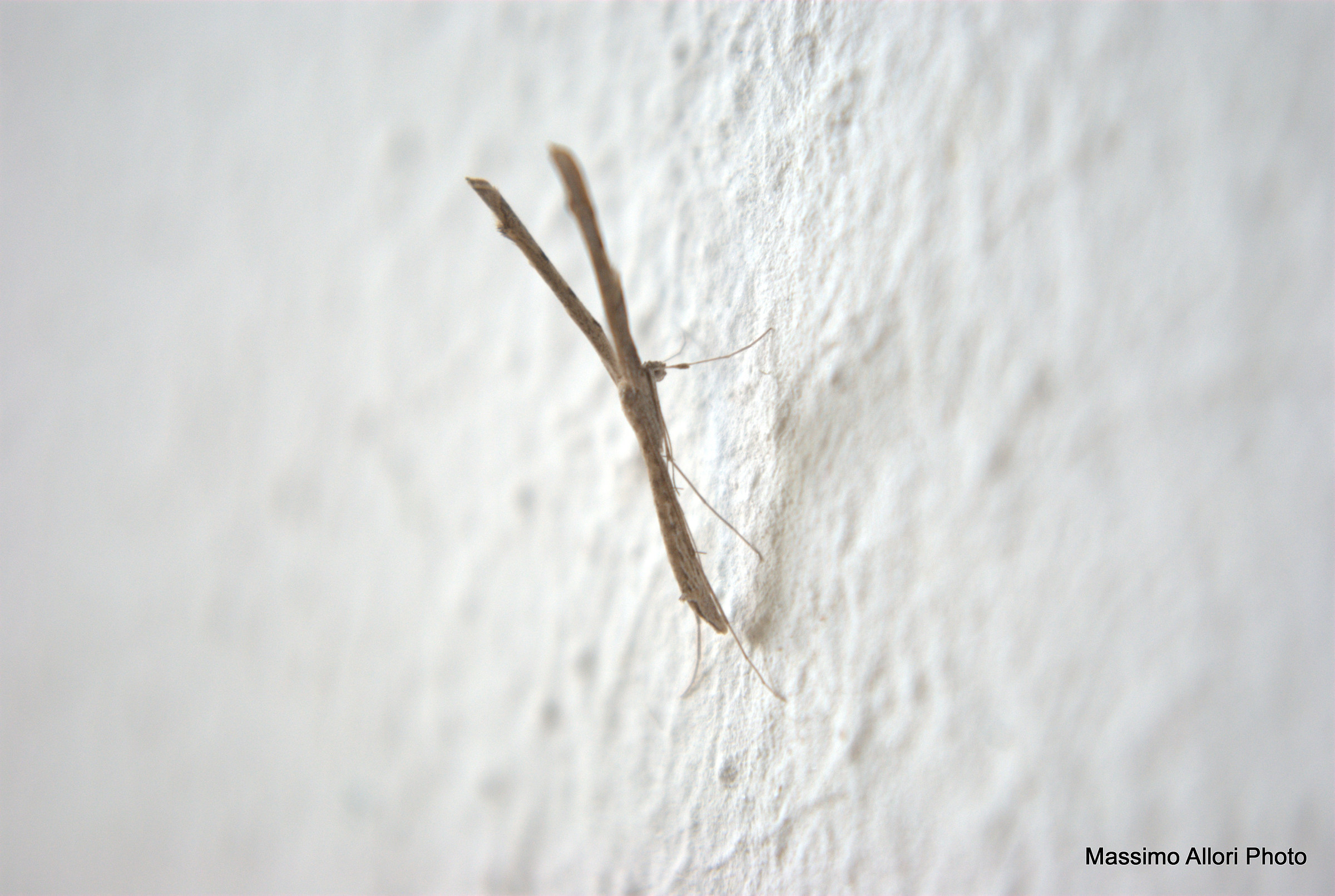 insetto stecco (o fionda ?)... in realtà falena