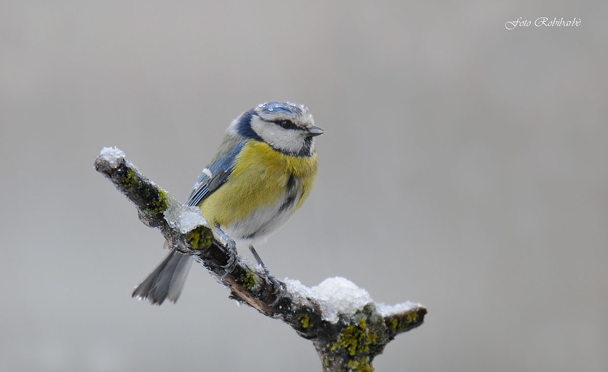 Blue tit ... icy ...