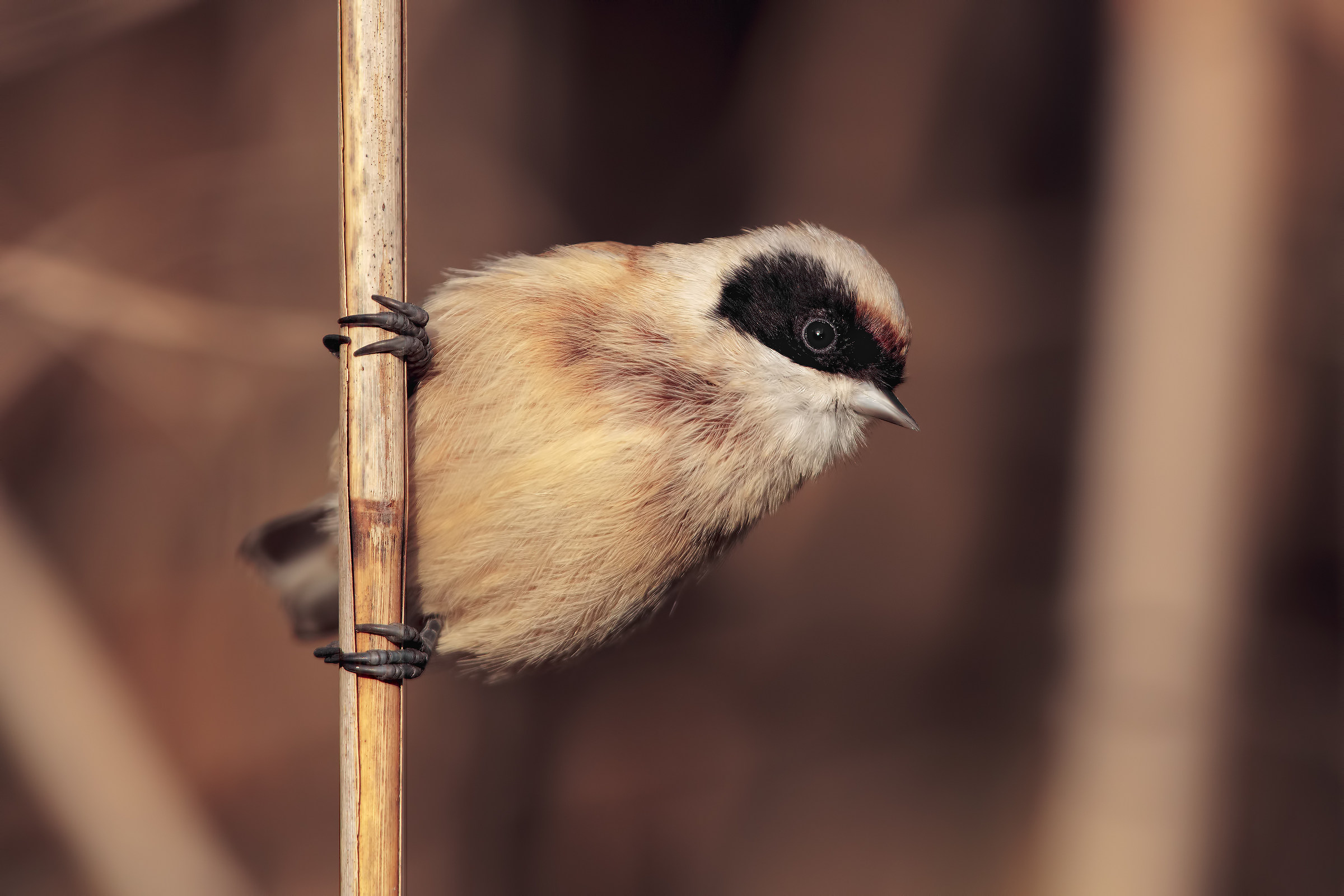 ancora in luce buona....