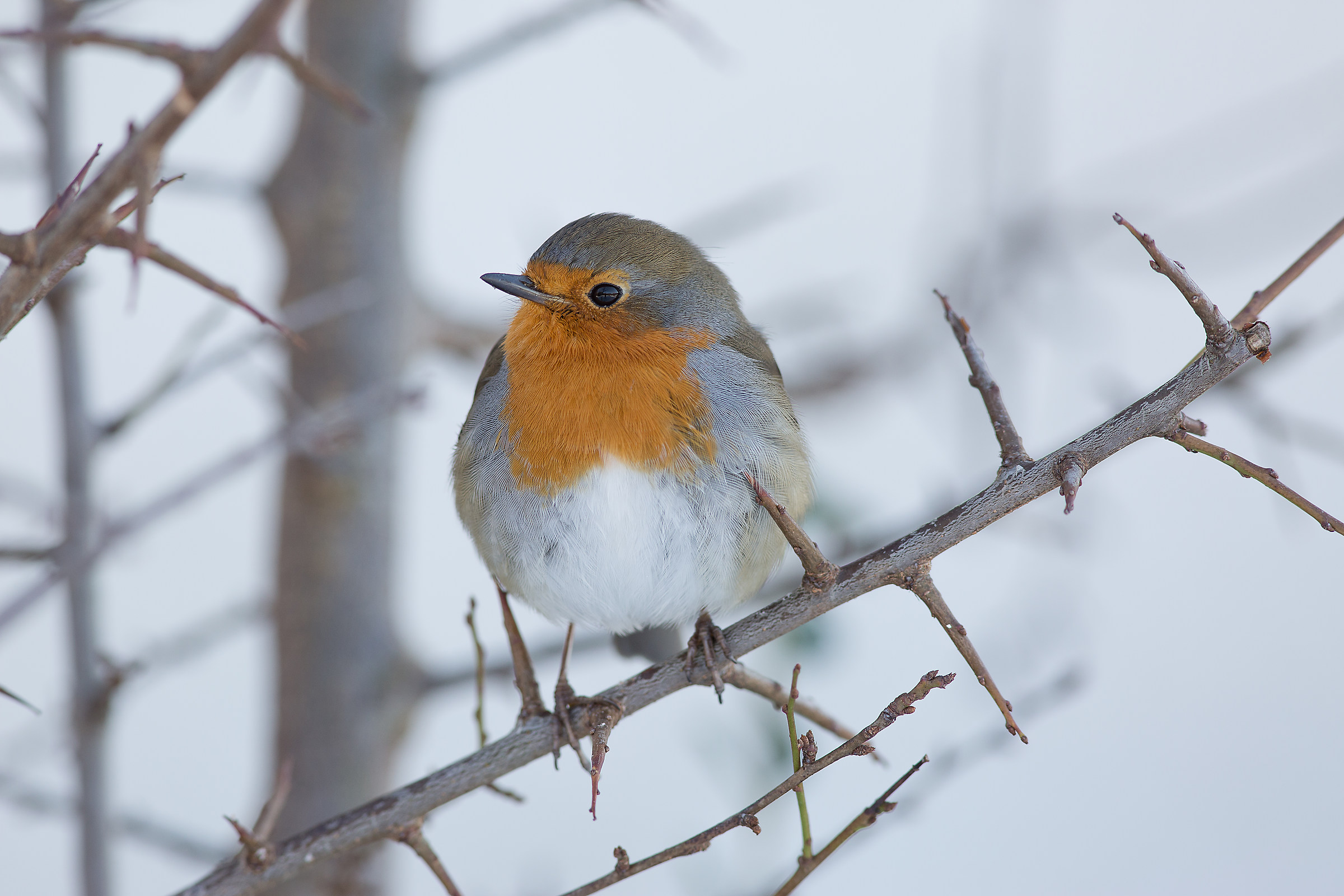 una meravigliosa palla di piumette