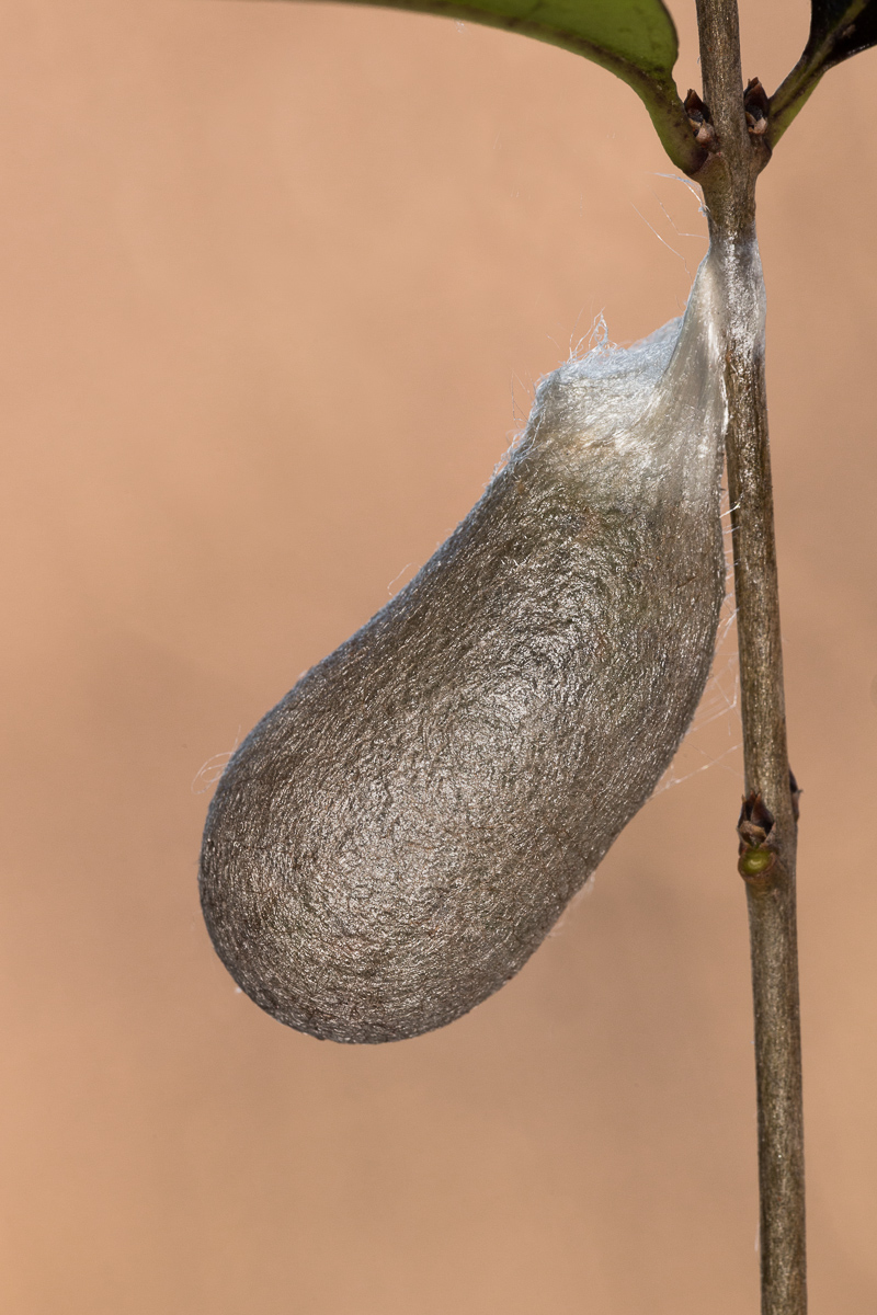 Eupackardia calleta - bozzolo svernante...