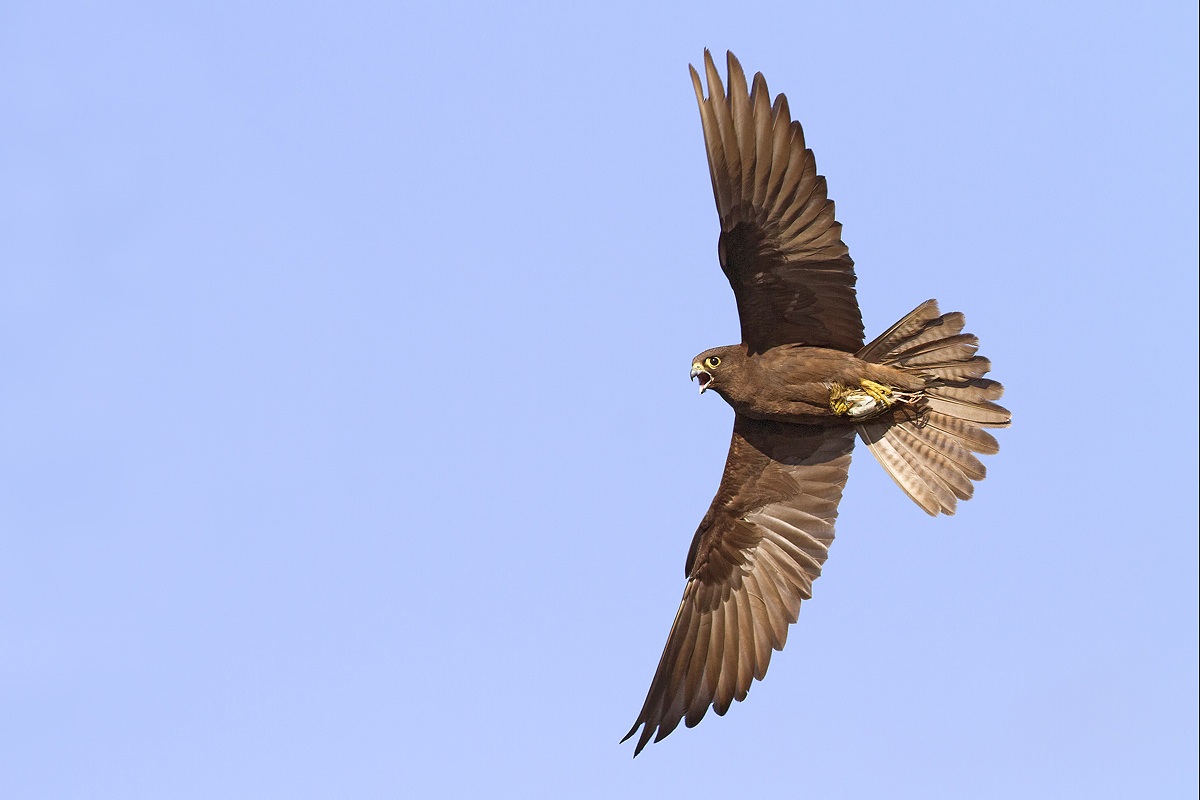 Falco della regina con preda