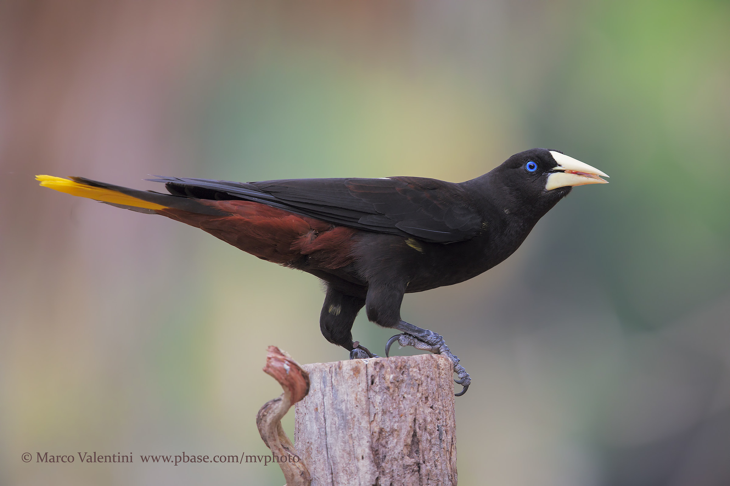Oropendola crestata