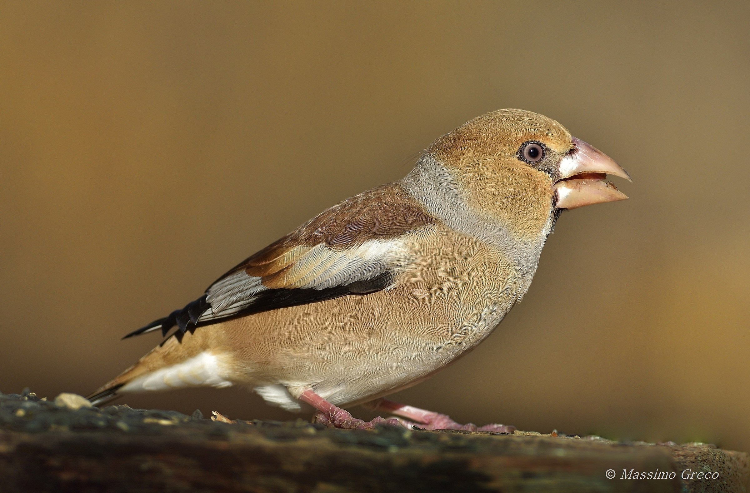 Hawfinch (Coccothraustes coccothraustes)