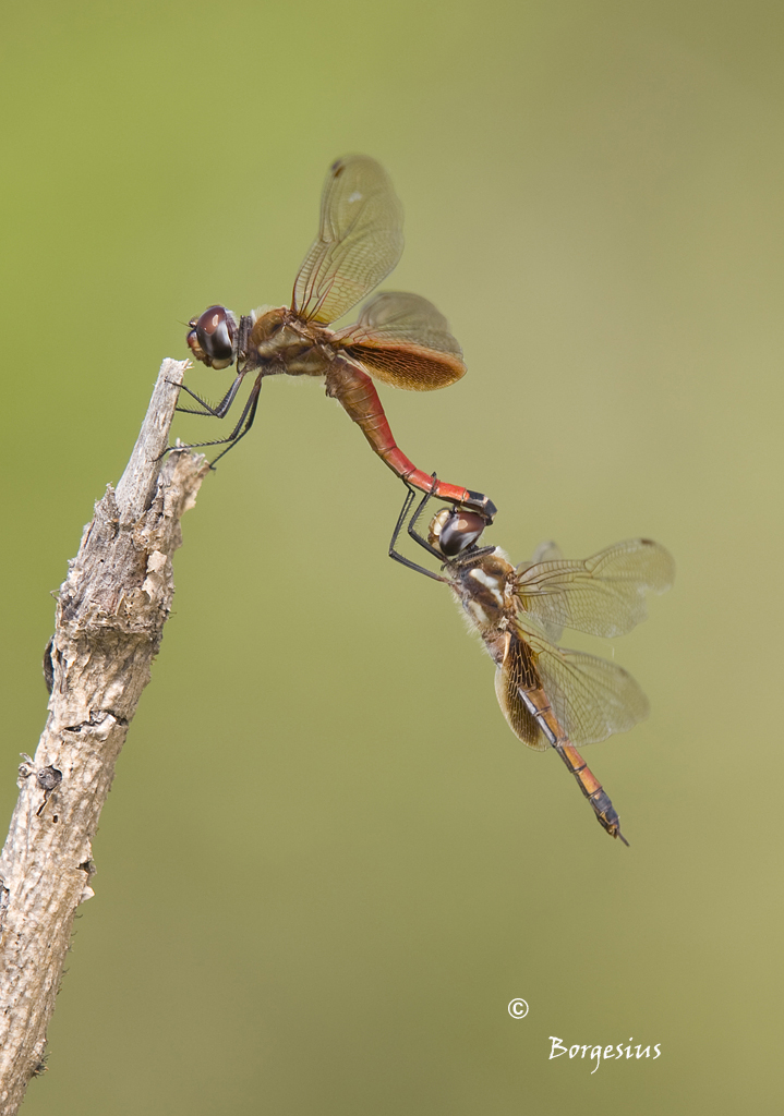 Libellula