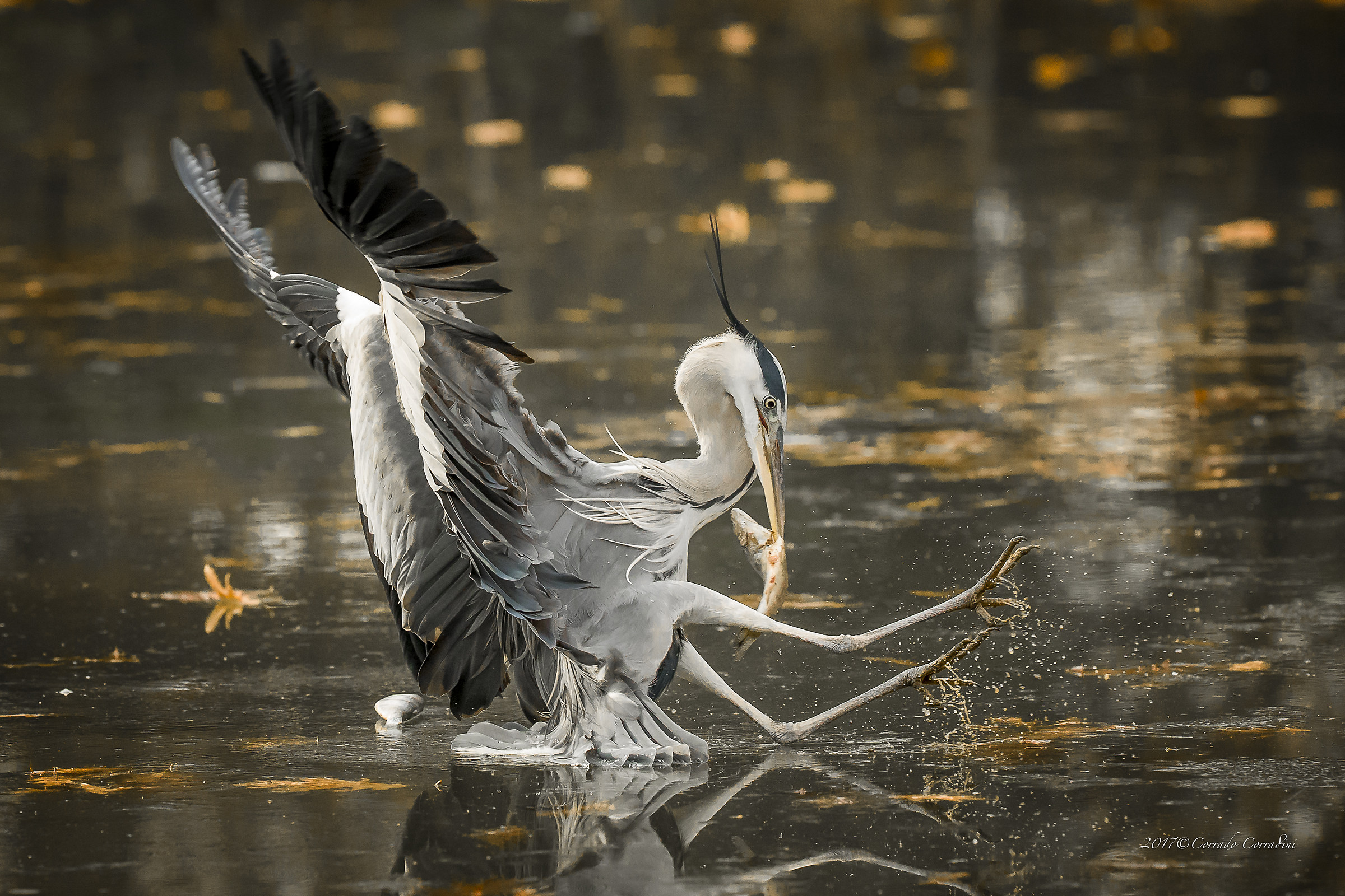 "Landing" on the ice is more difficult!