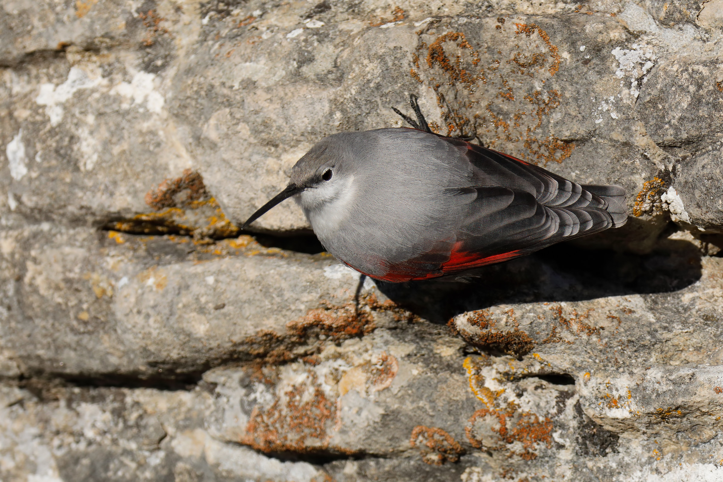 Wallcreeper