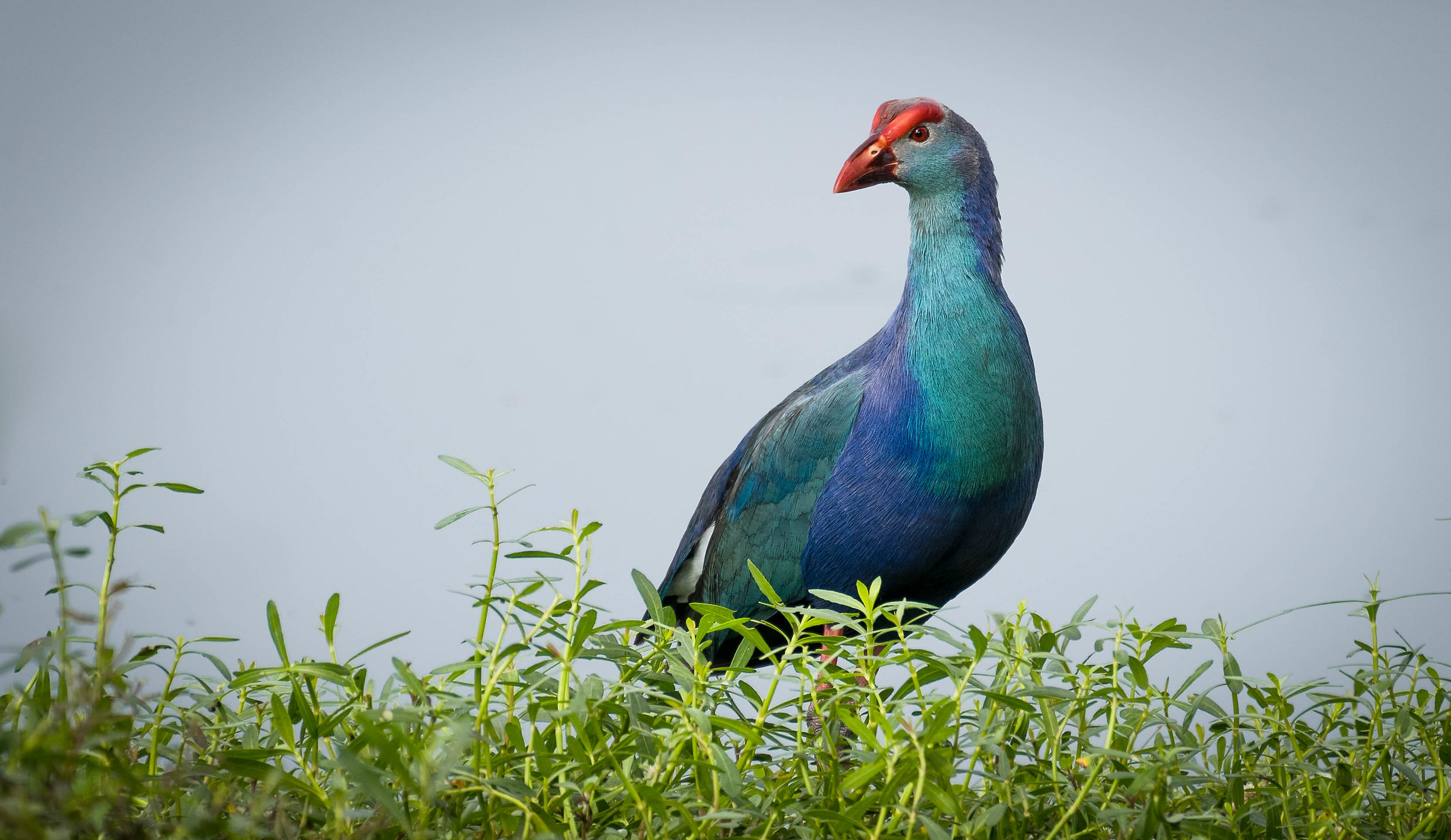 Purple swamphen