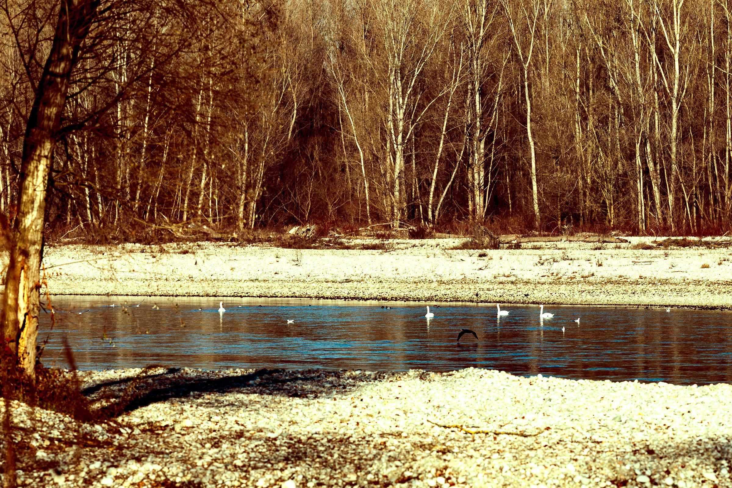 Four swans, a cormorant etc. etc.