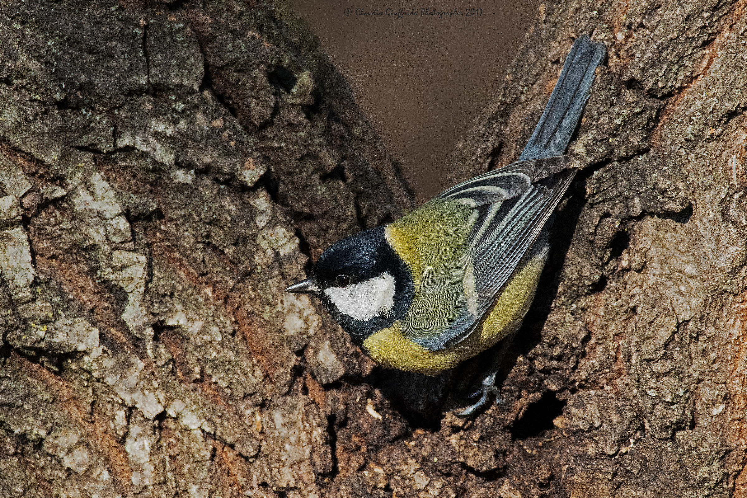 Parus major