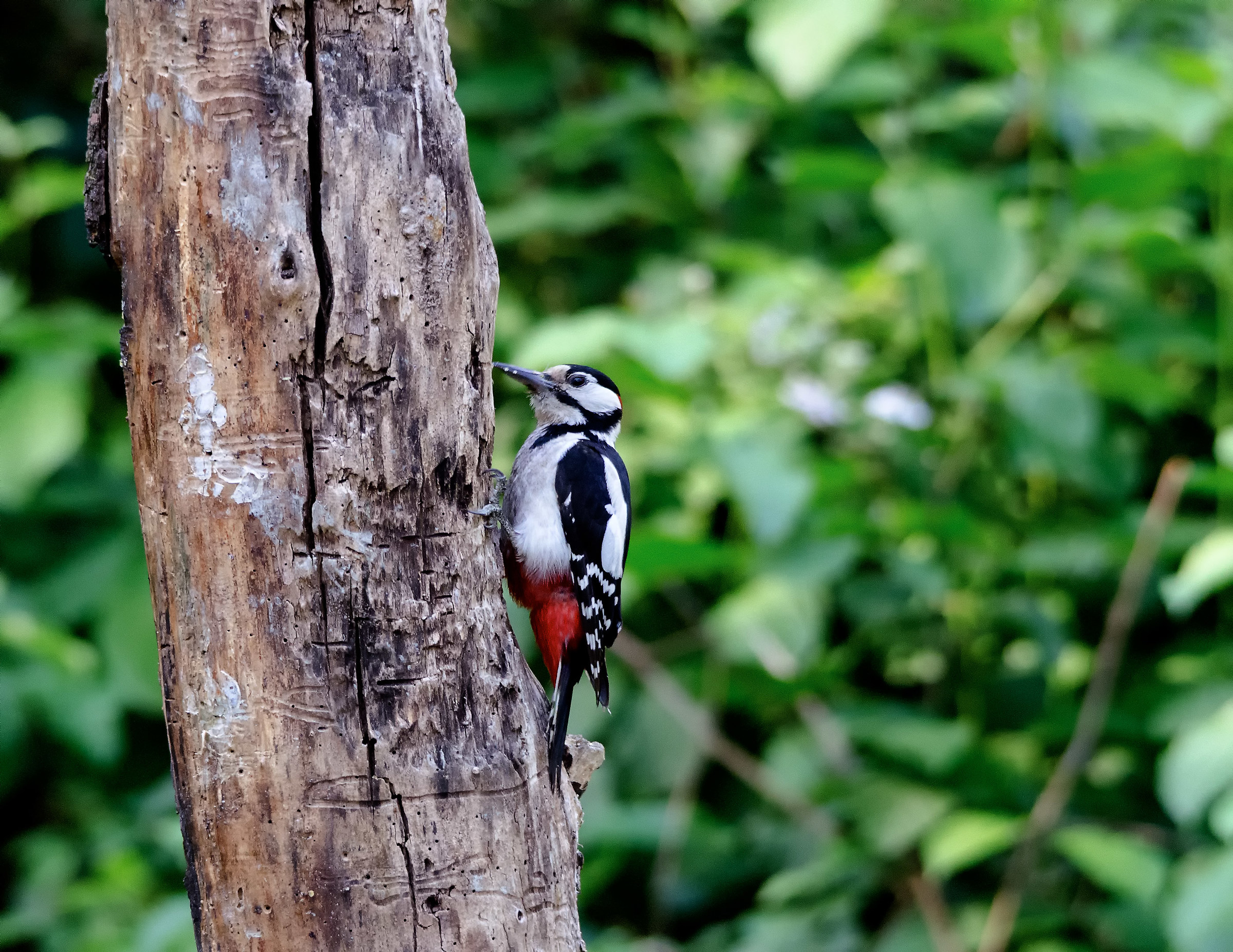 Great Red Woodpecker