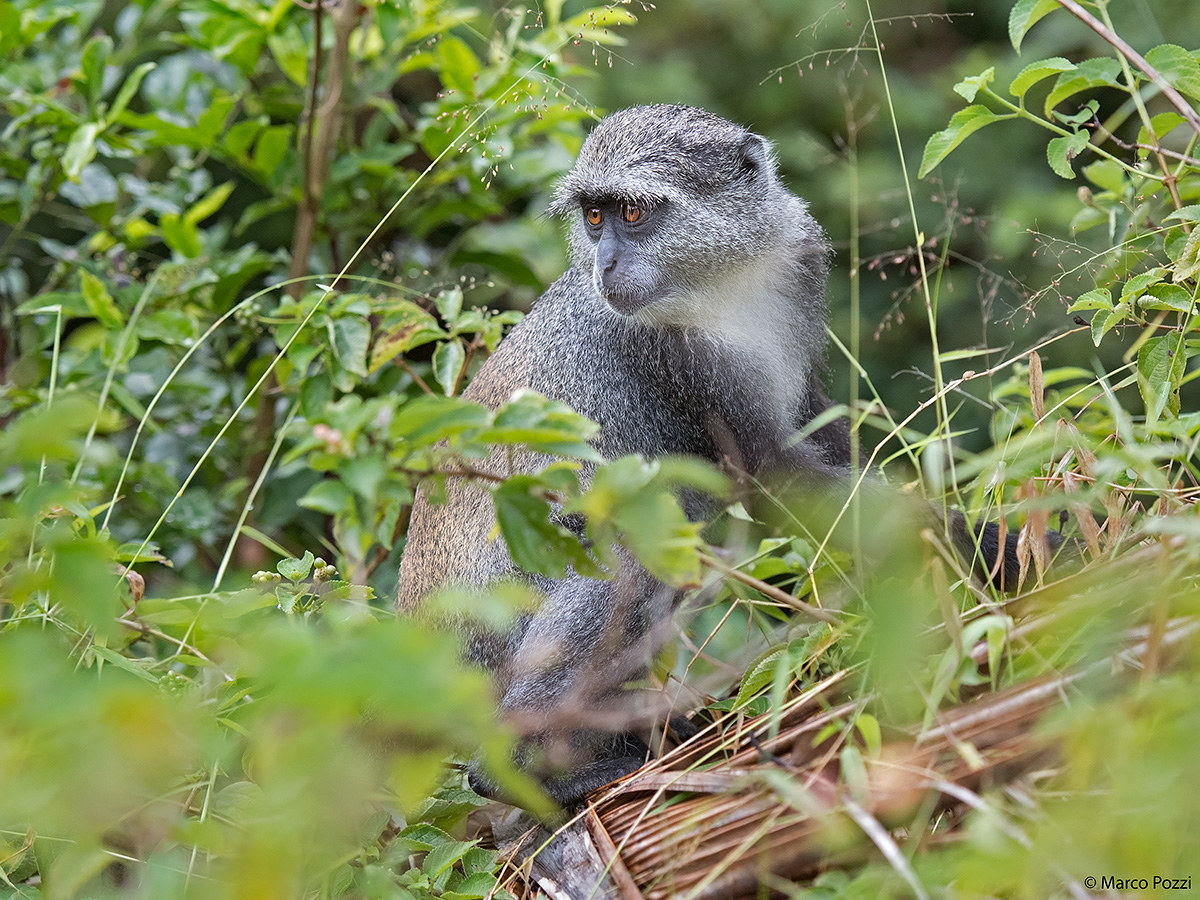 Golabianca cercopiteco