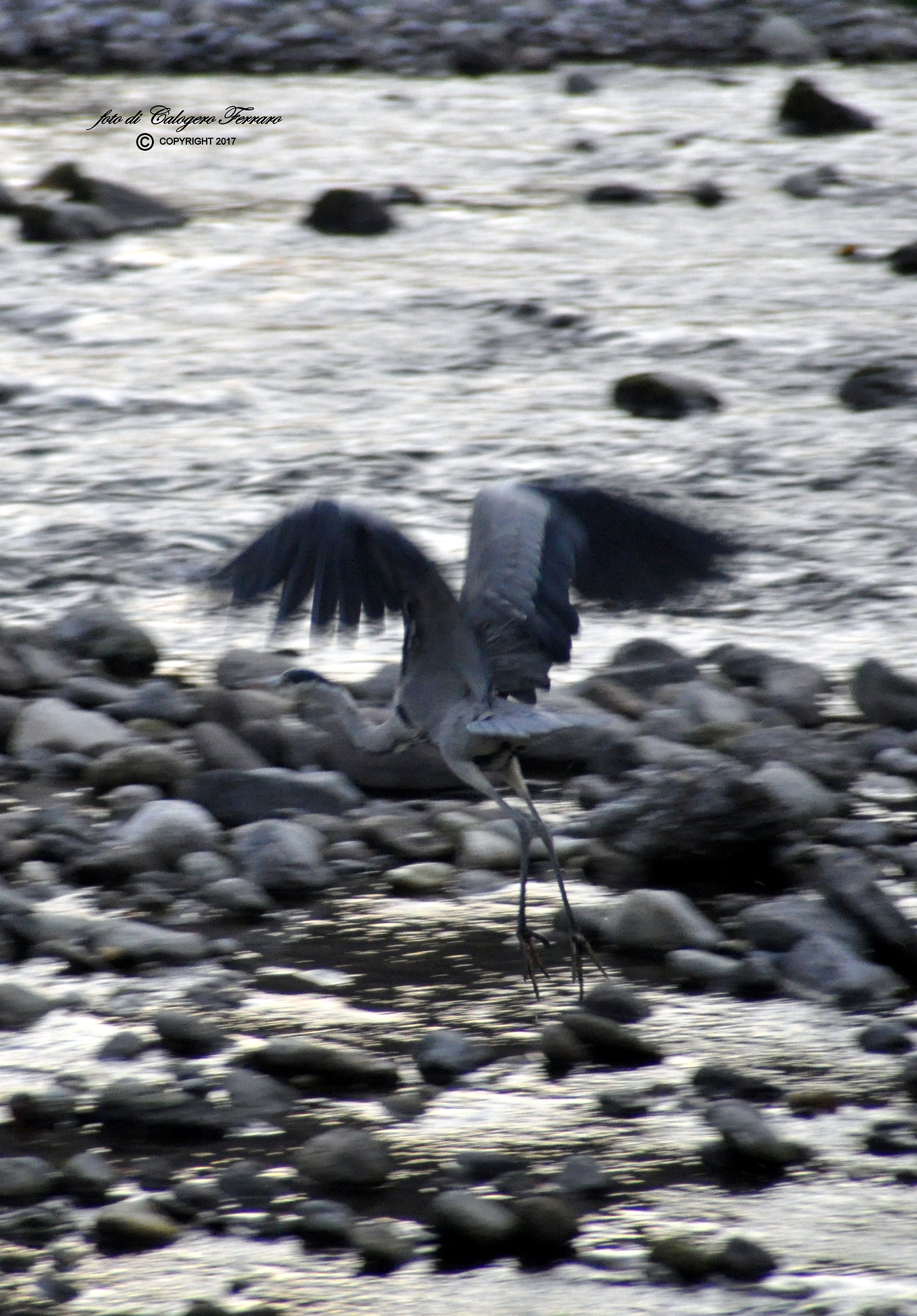The flight of the heron in the river Serio in Cene (bg)