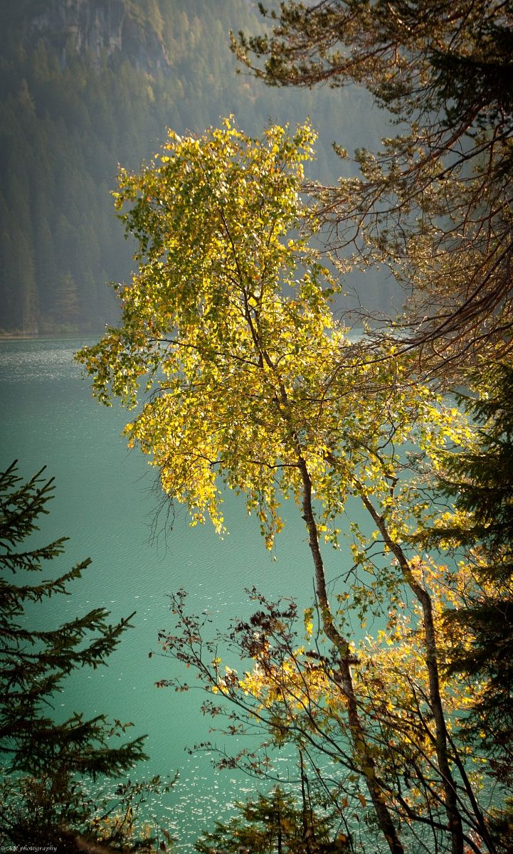 Golden birch - Lake Tovel