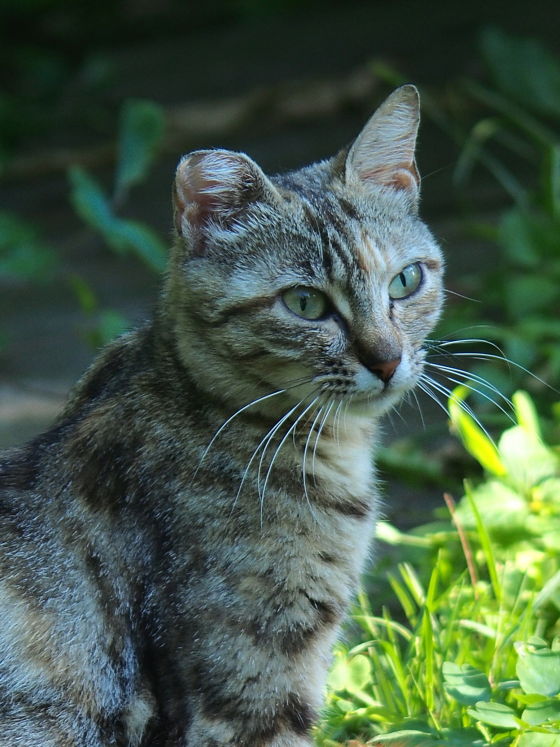 Ritratto di una mamma gatta