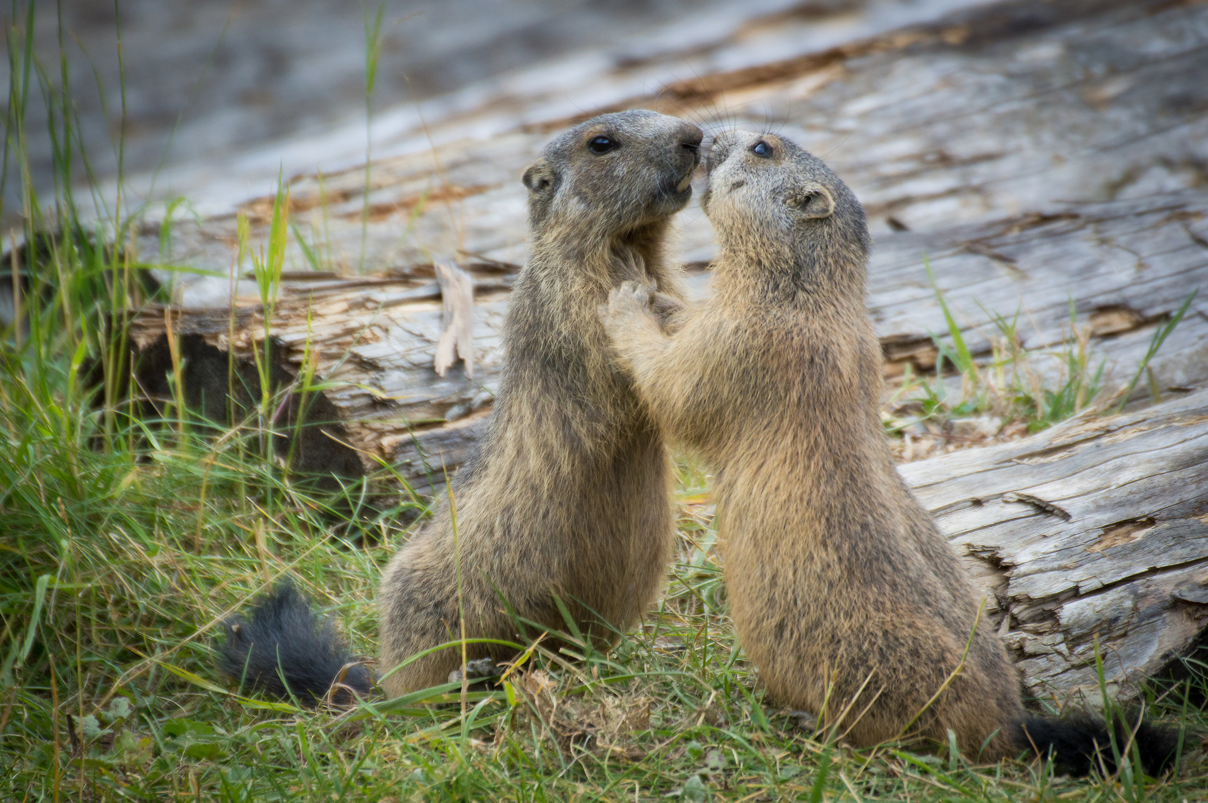 Fight between marmots